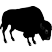 Bison Bison