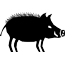 Wildschwein Wildschwein