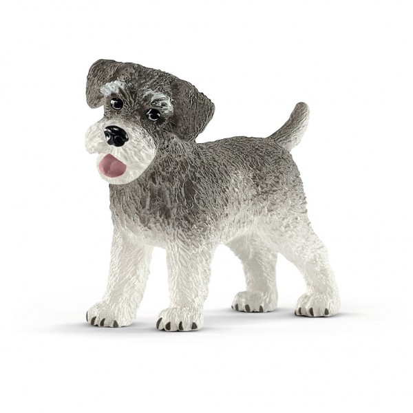 Zwergschnauzer