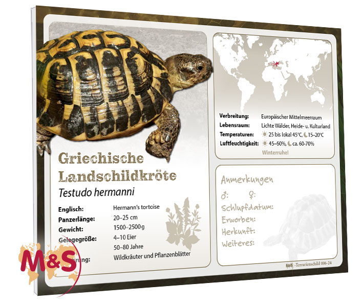 Terrarienschild (Zooschild) Griechische Landschildkröte, Testudo hermanni