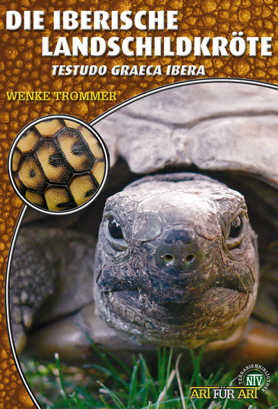Die iberische Landschildkröte - Testudo graeca ibera (Wenke Trommer)