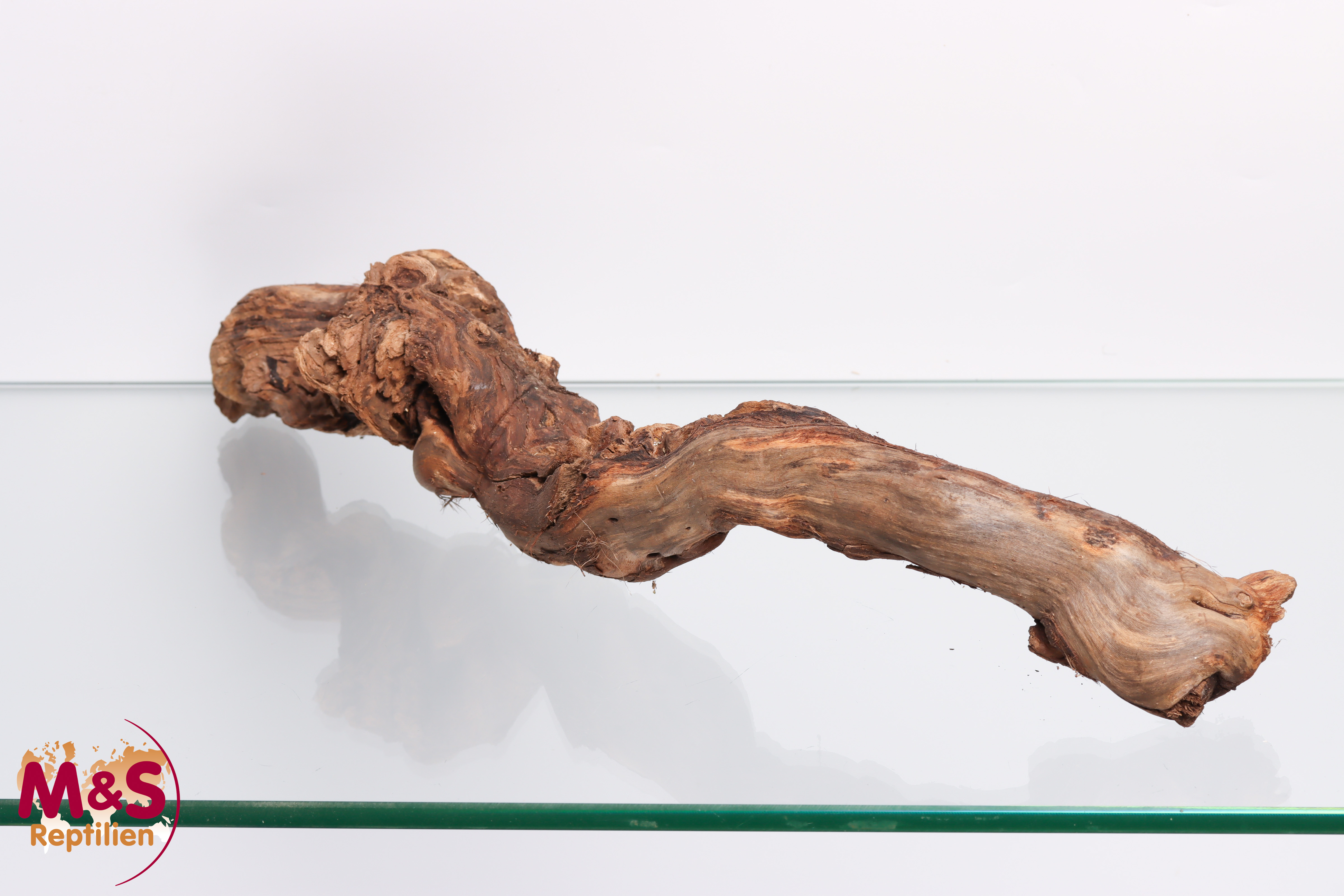 Rebwurzel groß - EINFACH- ca. 50-60cm ( unbestrahlt )