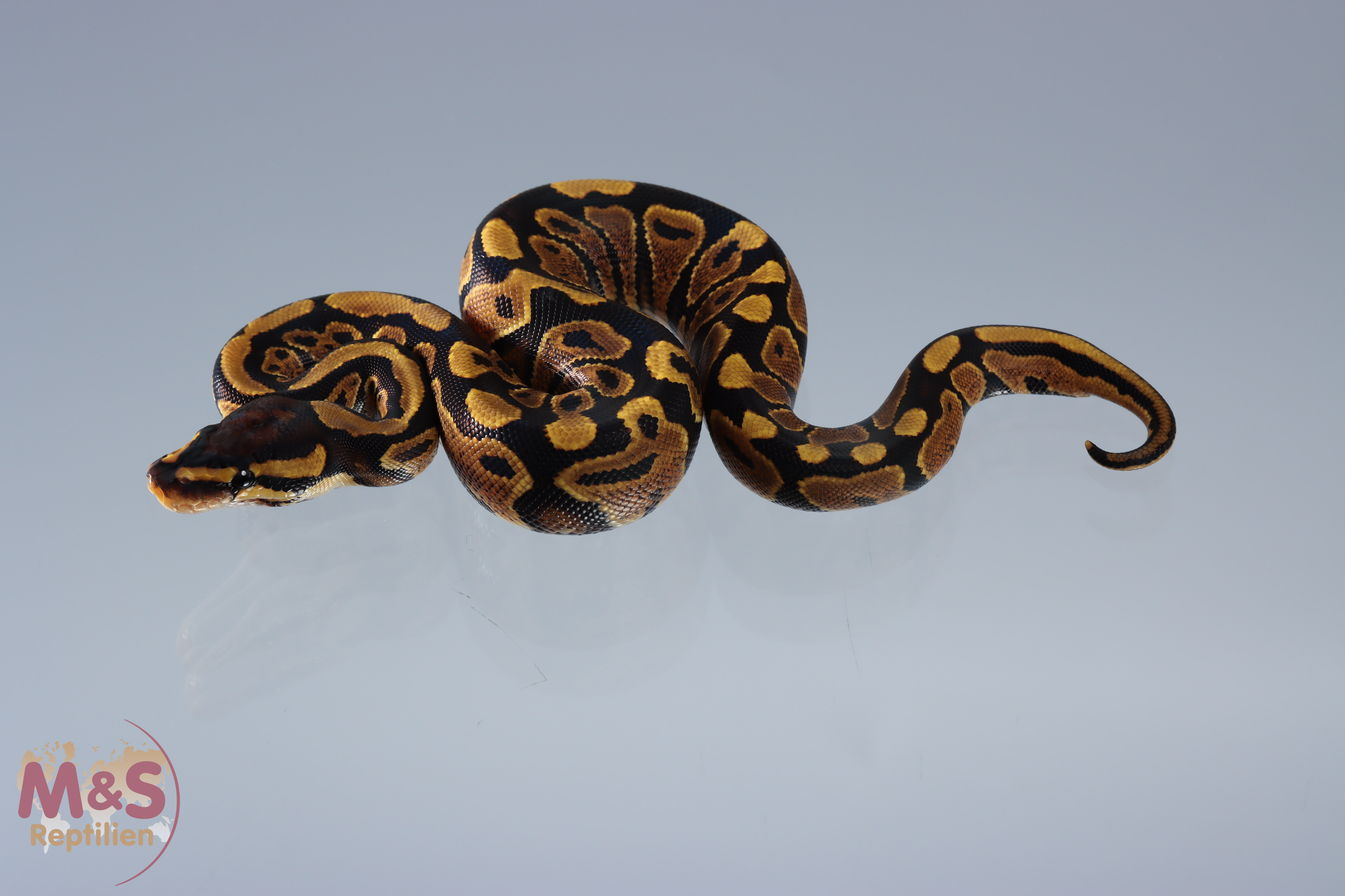 0.1 (Female) Gravel Königspython NZ´M&S´20 Python regius