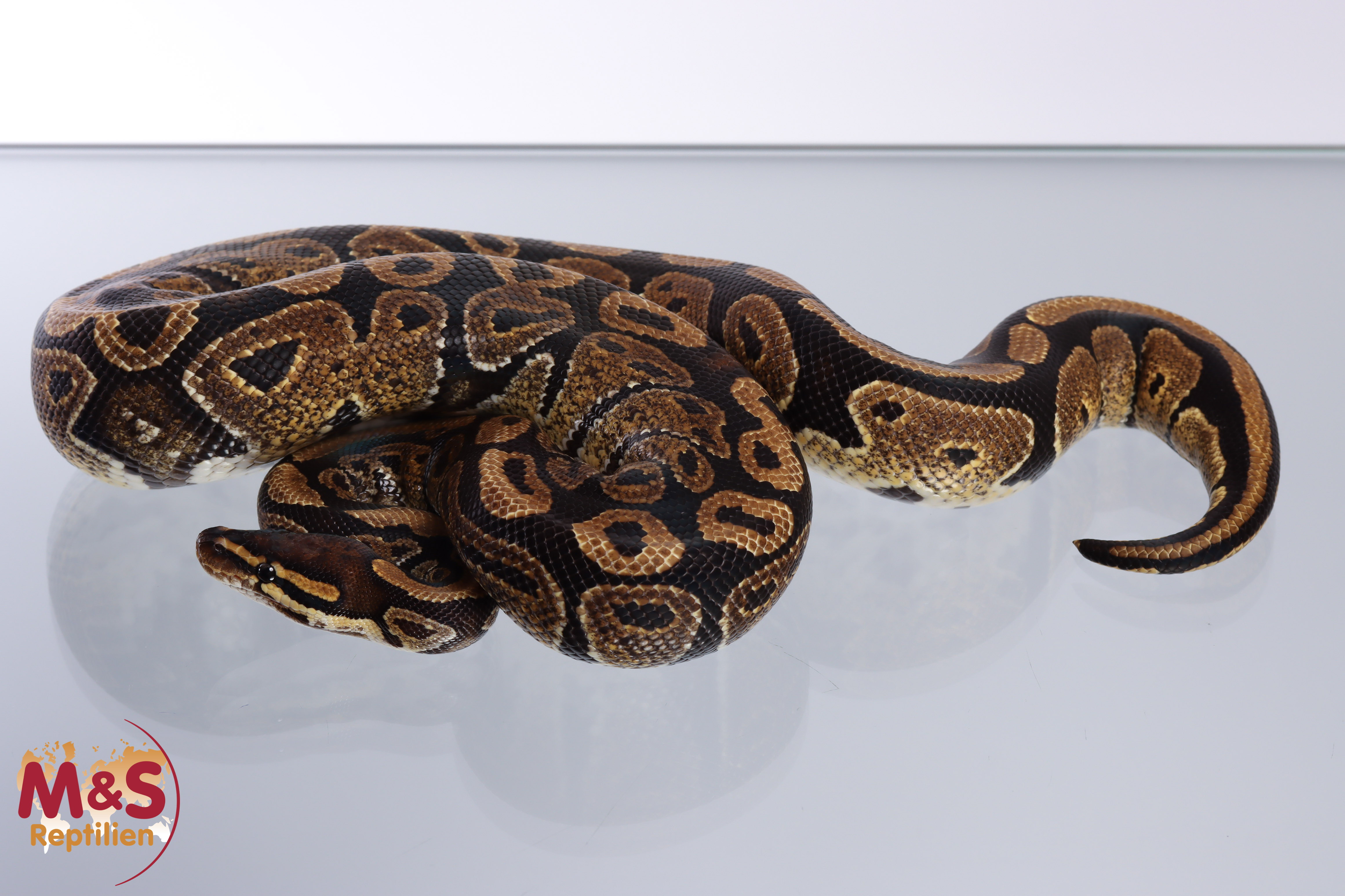 1.0 (Male) 100% het. Sunset 50% het. Ultramel Königspython NZ´M&S´23 ...