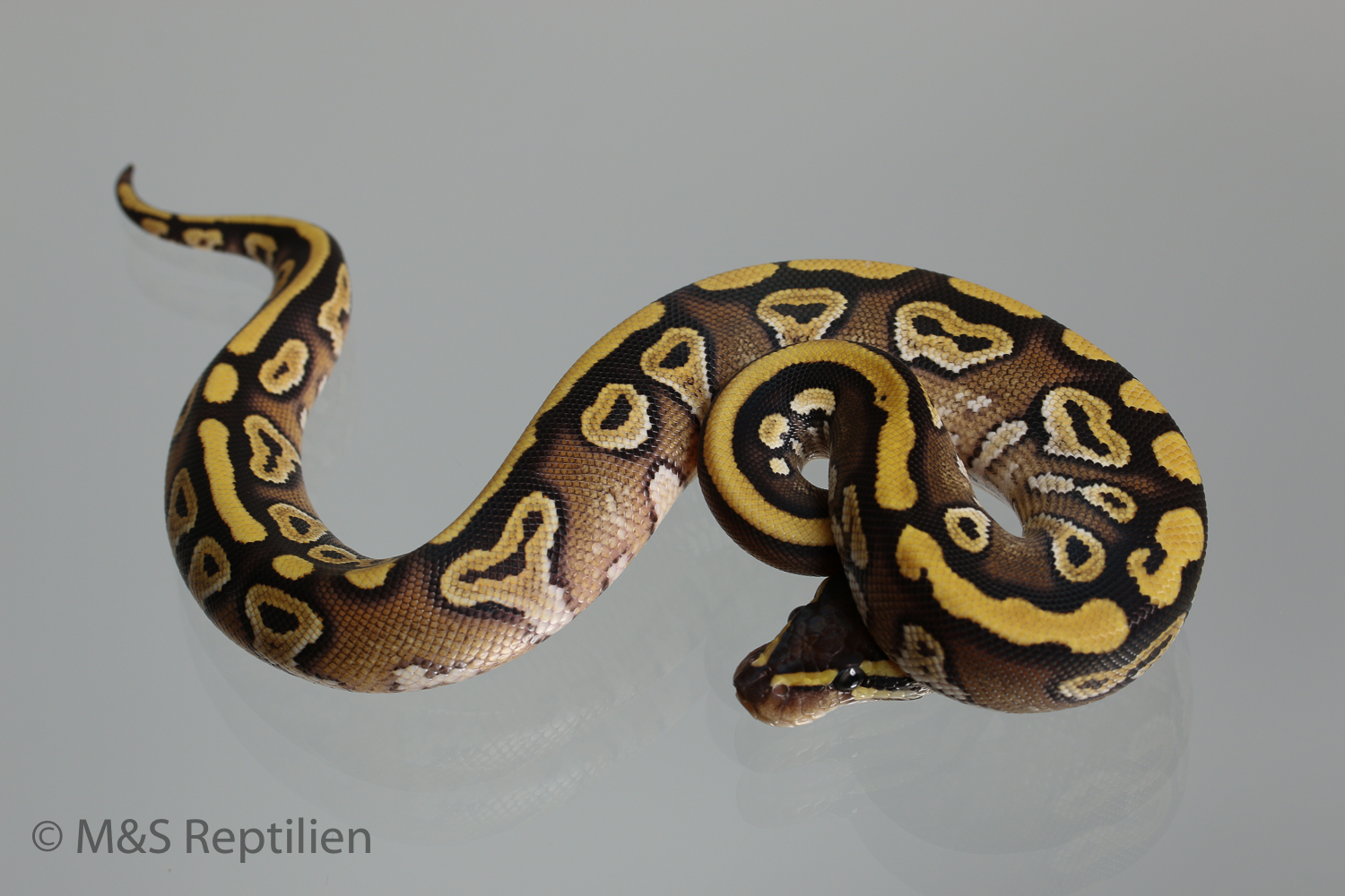 1.0 (Male) Mojave poss. Gravel Königspython NZ´M&S´16 Python regius