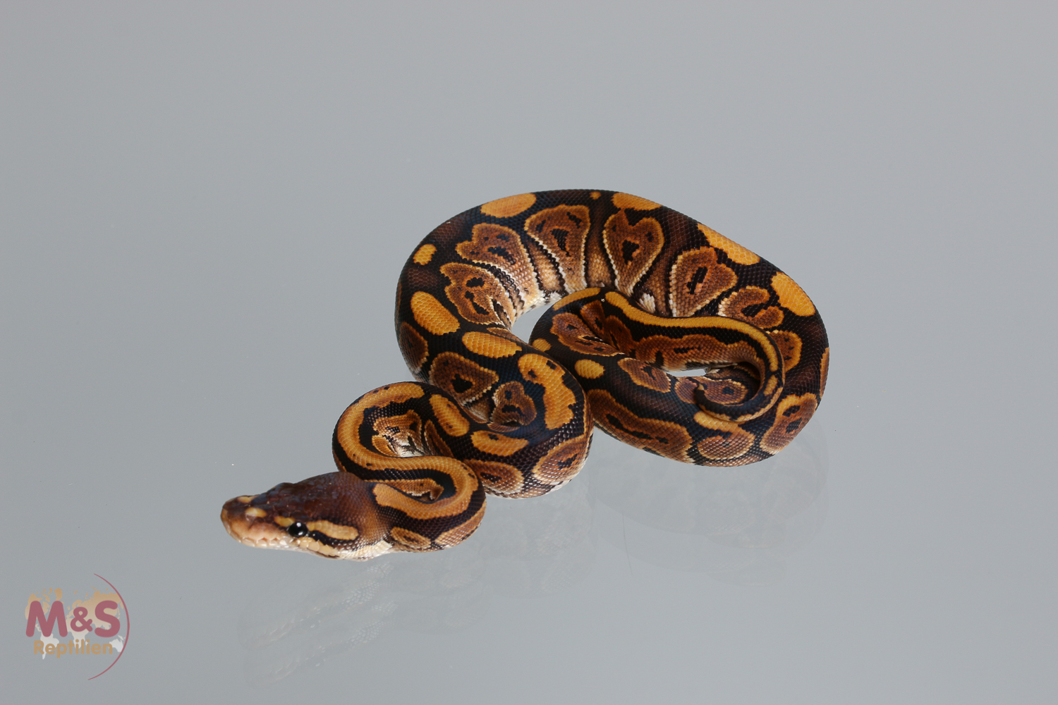 0.1 (Female) Creme Cinnamon Königspython NZ´M&S´17 Python regius