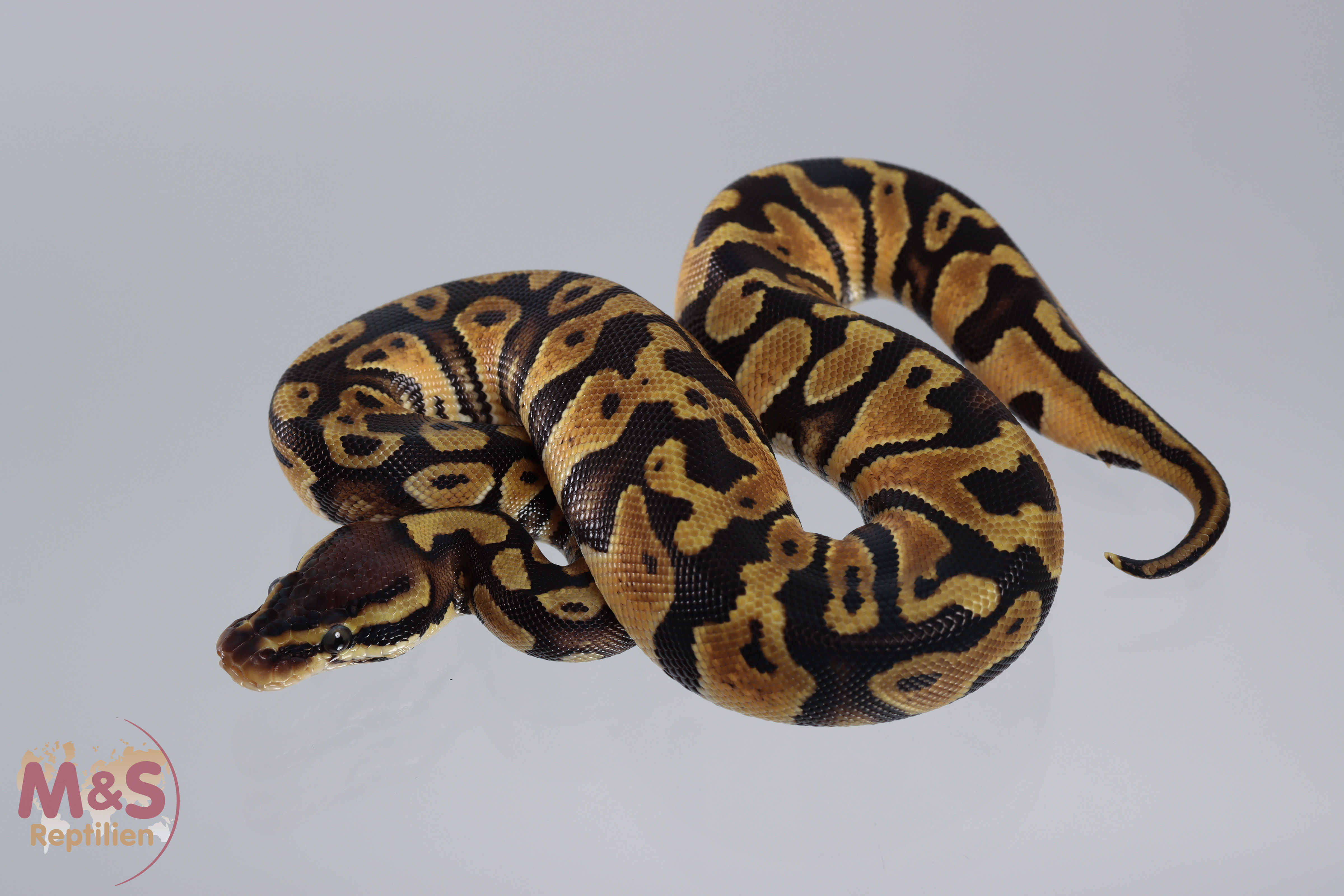 0.1 (Female) Creme - Pastel Königspython NZ´M&S´21 Python regius