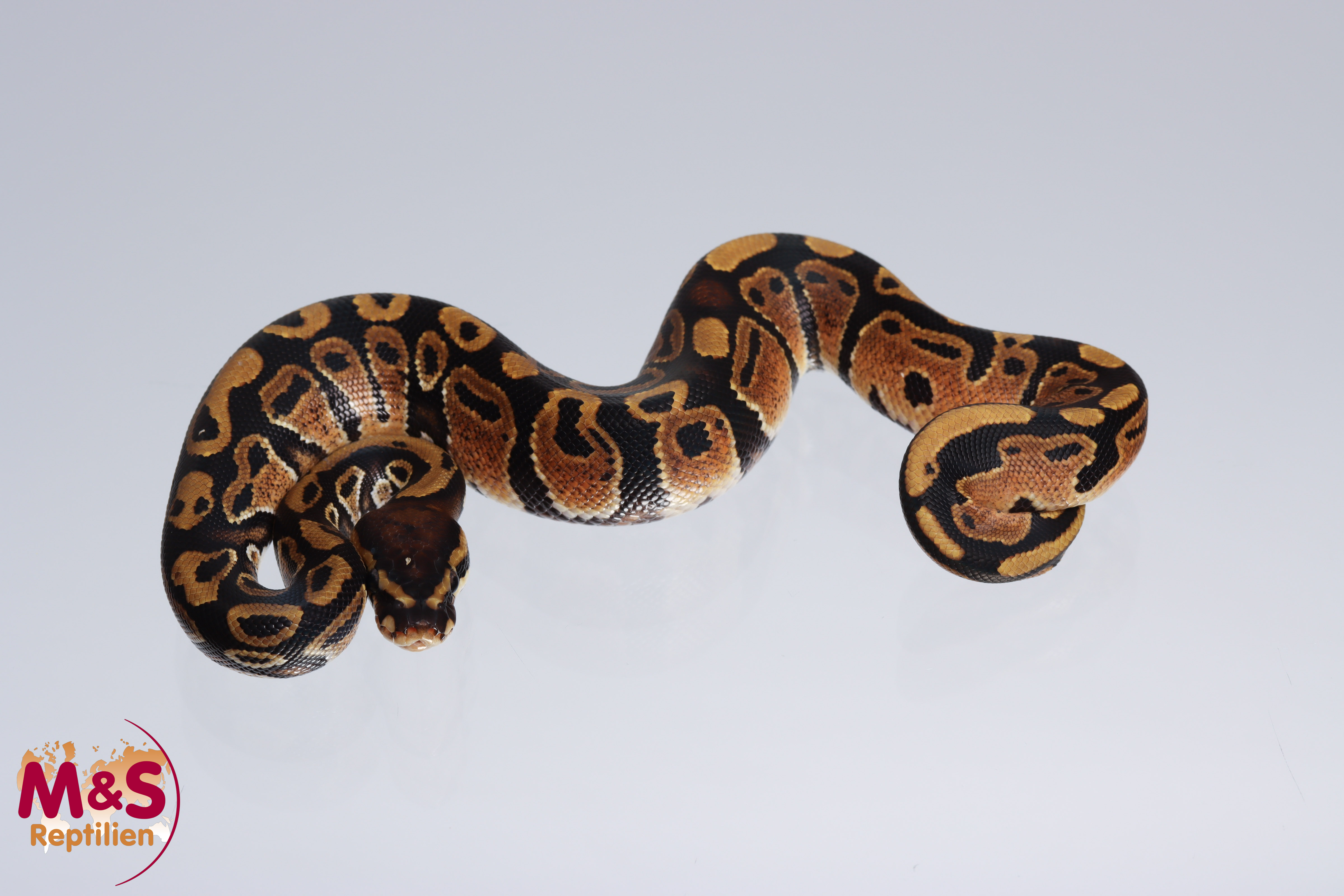 1.0 (Male) 100% hetero Piebald - 50% pos. het. Lavender Königspython NZ´M&S´22 Python regius