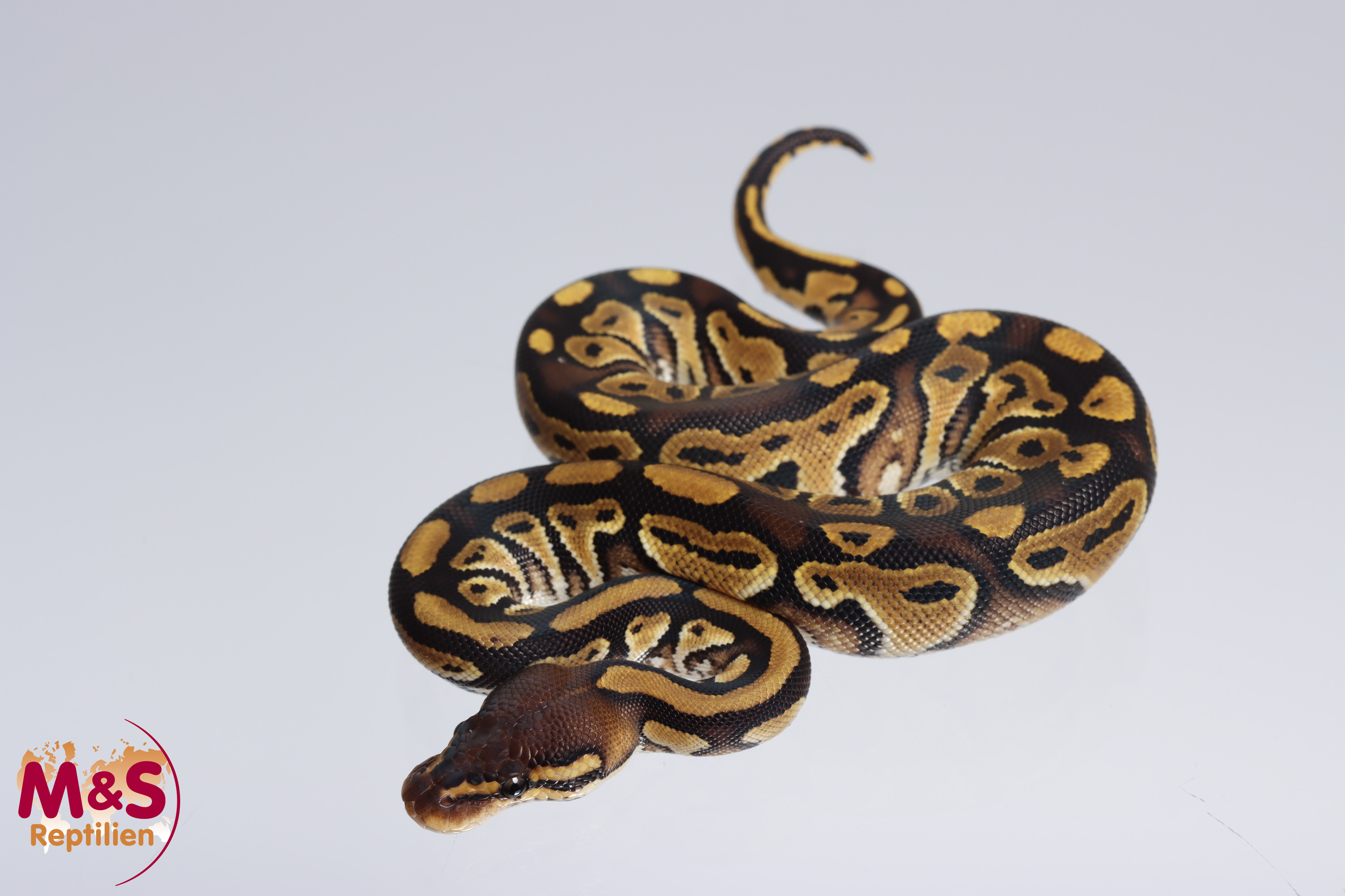 0.1 (Female) 100% hetero Clown Königspython NZ´M&S'25 Python regius ...