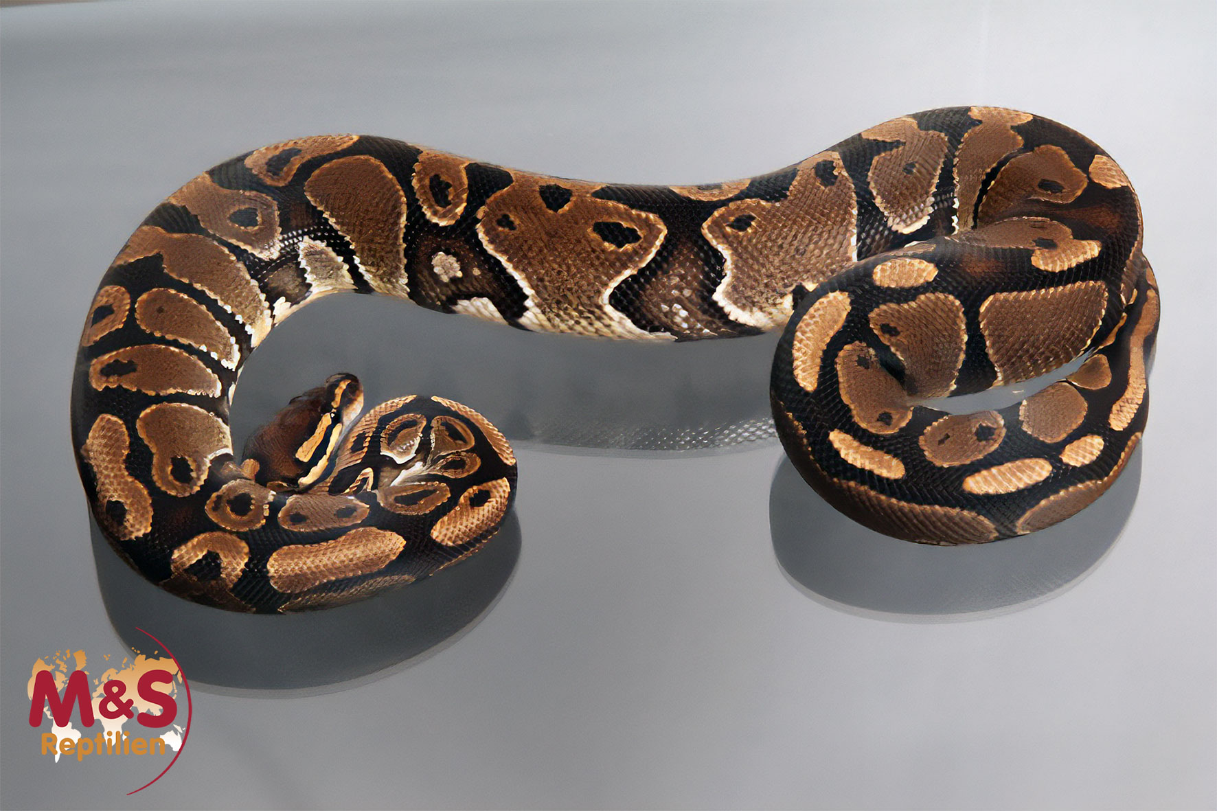 Female Genetic Black Ball, ca. 1,7 Kg NZ´M&S´10 Python regius
