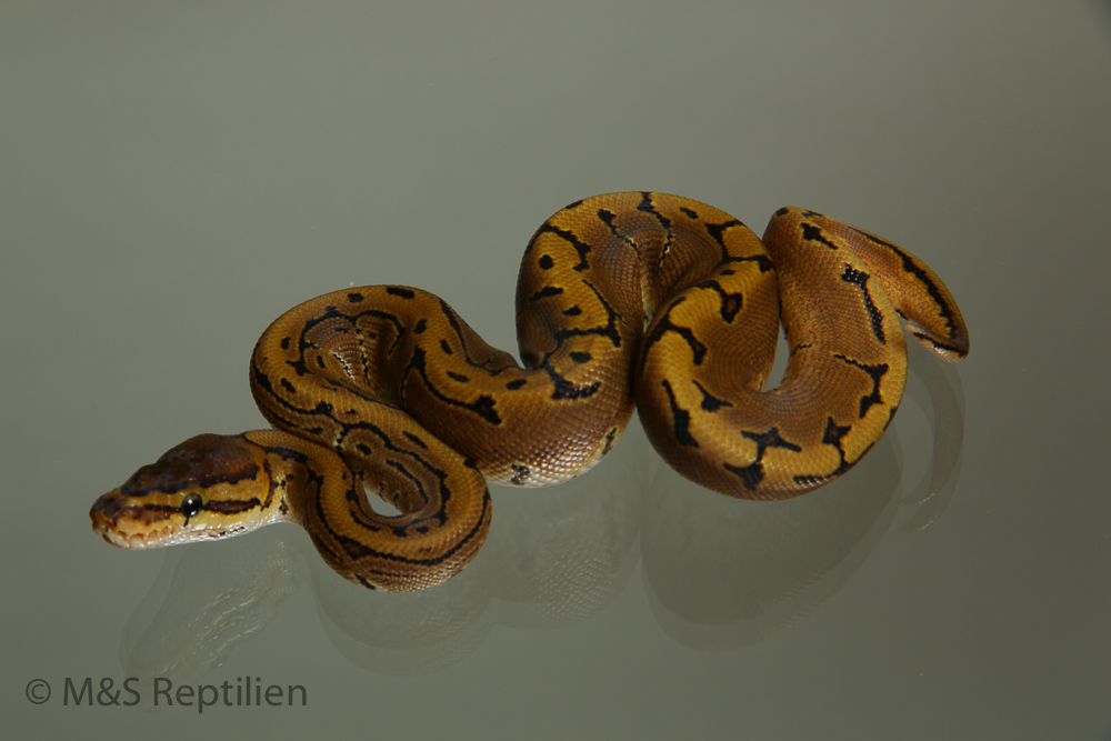 Male (1.0) Spinner 100% doppel hetero Albino Piebald Ball,NZ`M&S´15 Python regius