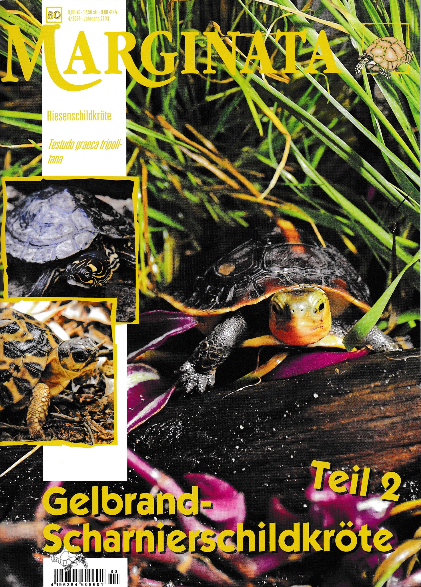 Marginata Fachzeitschrift 04/24- Gelbrand Scharnierschildkröte ( Aktuell )