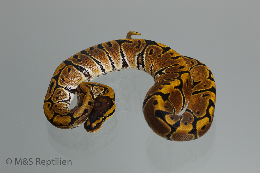 1.0 (Male) Creme Königspython NZ´M&S´16 Python regius