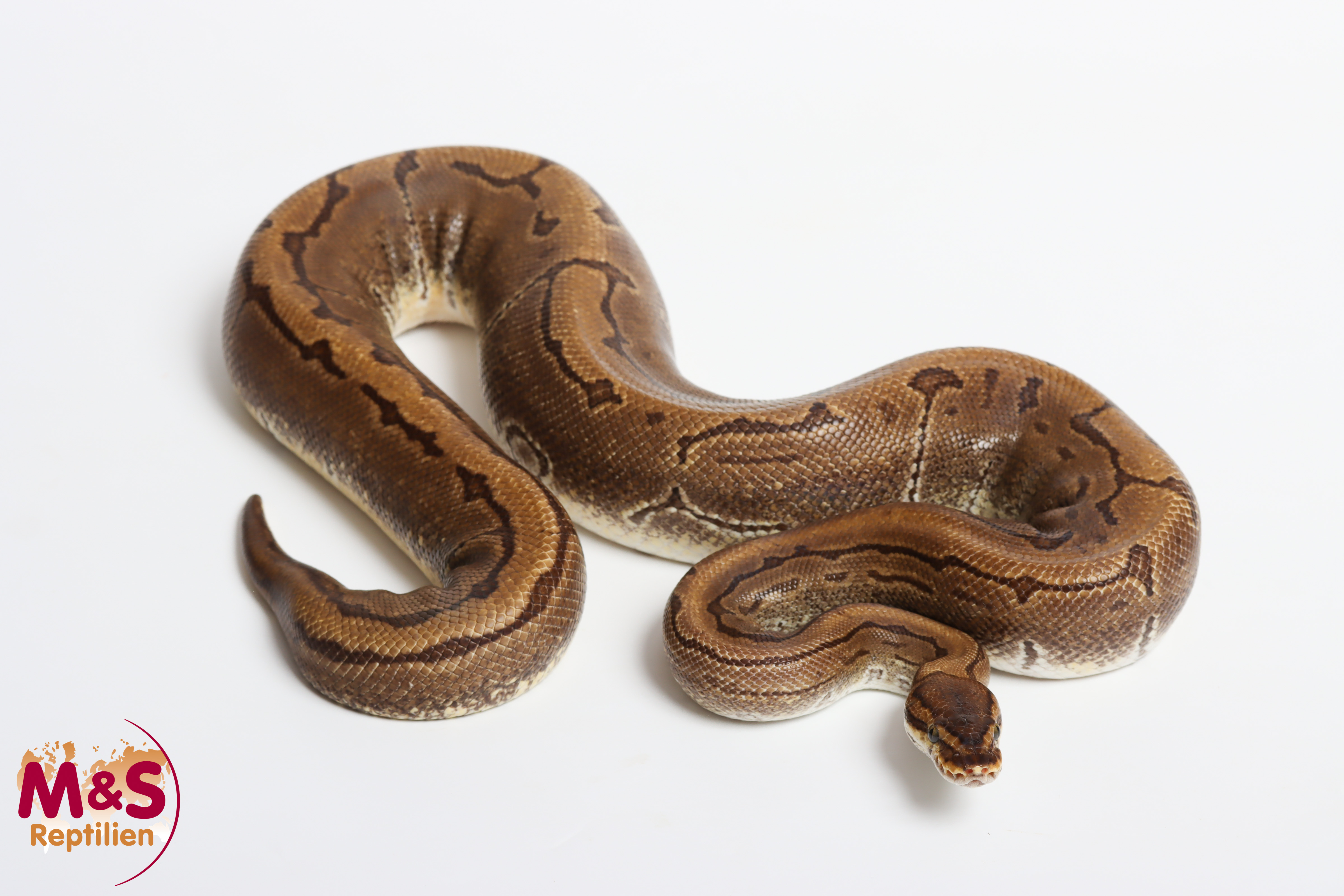 0.1 (Female) Enchi-Pinstripe Königspython NZ´M&S´20 ( adult) Python regius