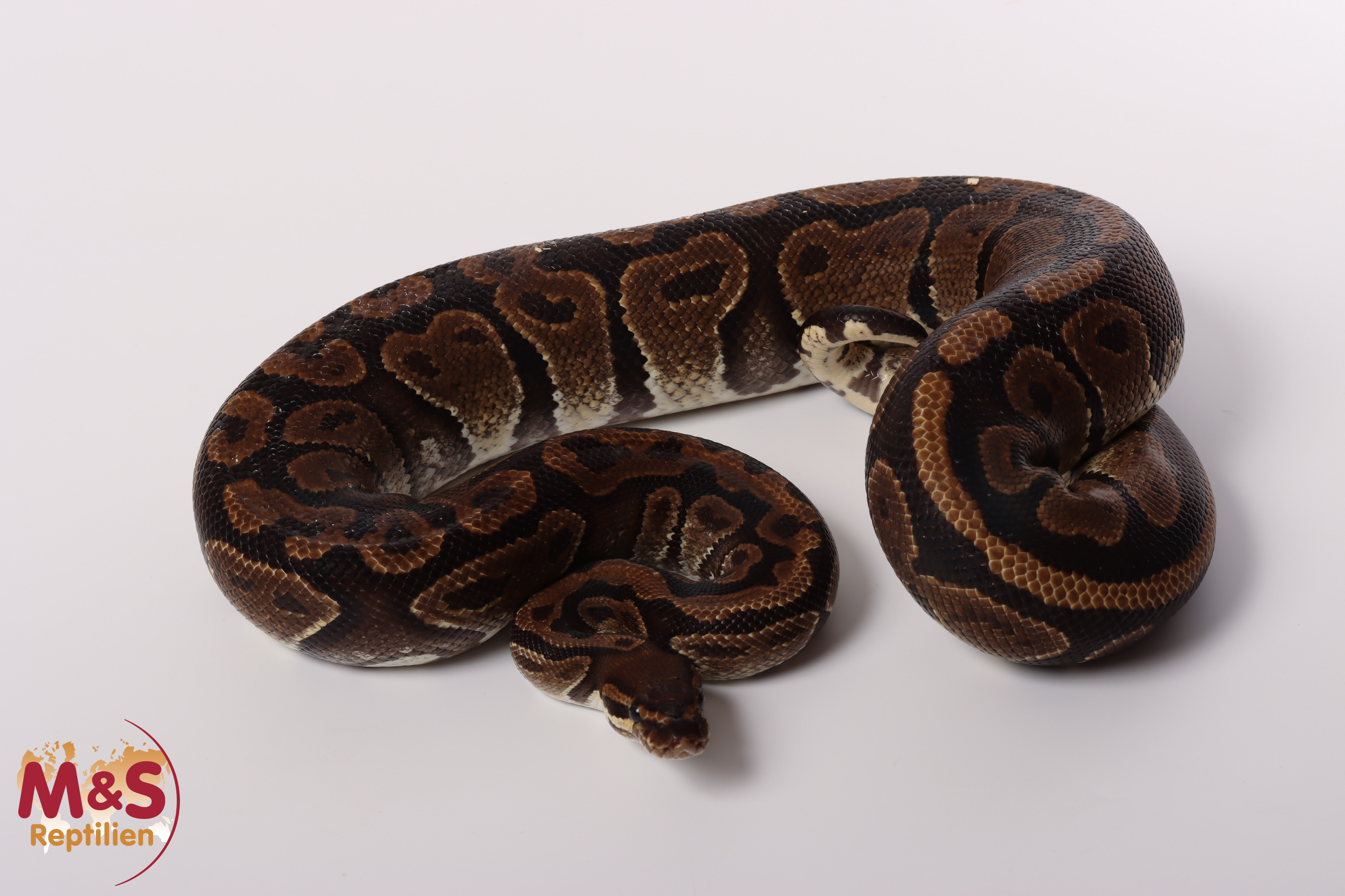 Male (1.0) Circle Ball Königspython NZ´M&S´12 Python regius