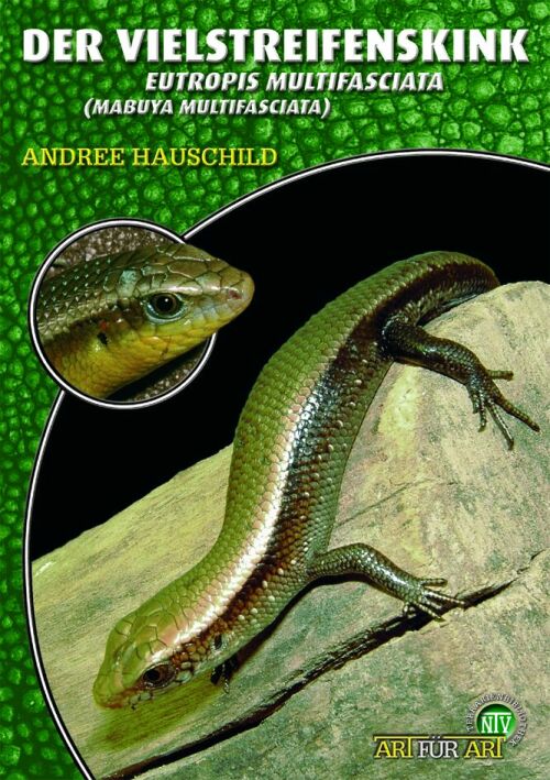 Der Vielstreifenskink - Eutropis multifasciata/Mabuya multifasciata (Andree Hausschild)