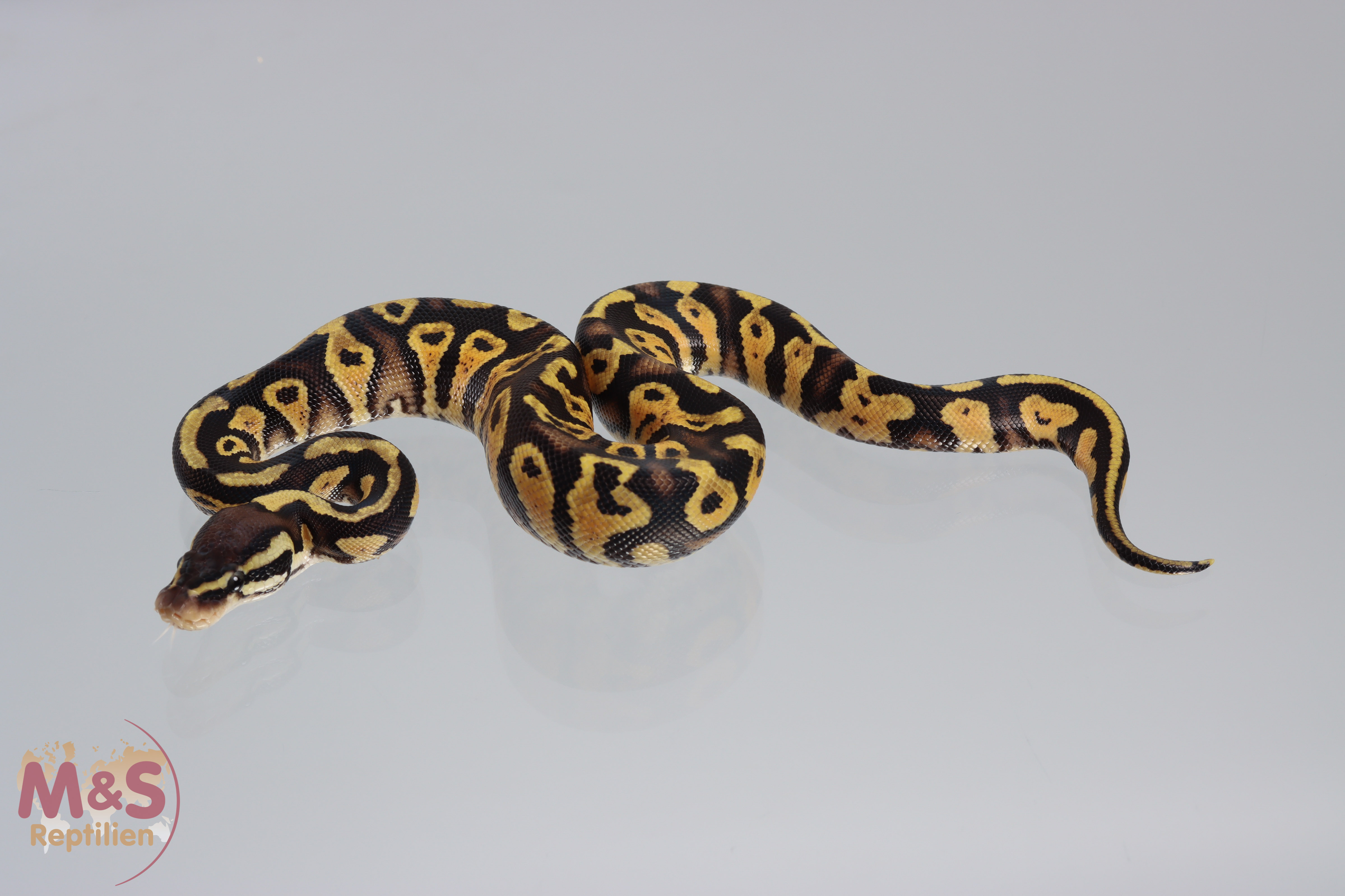 1.0 (Male) Gravel - Pastel Königspython NZ´M&S´21 Python regius