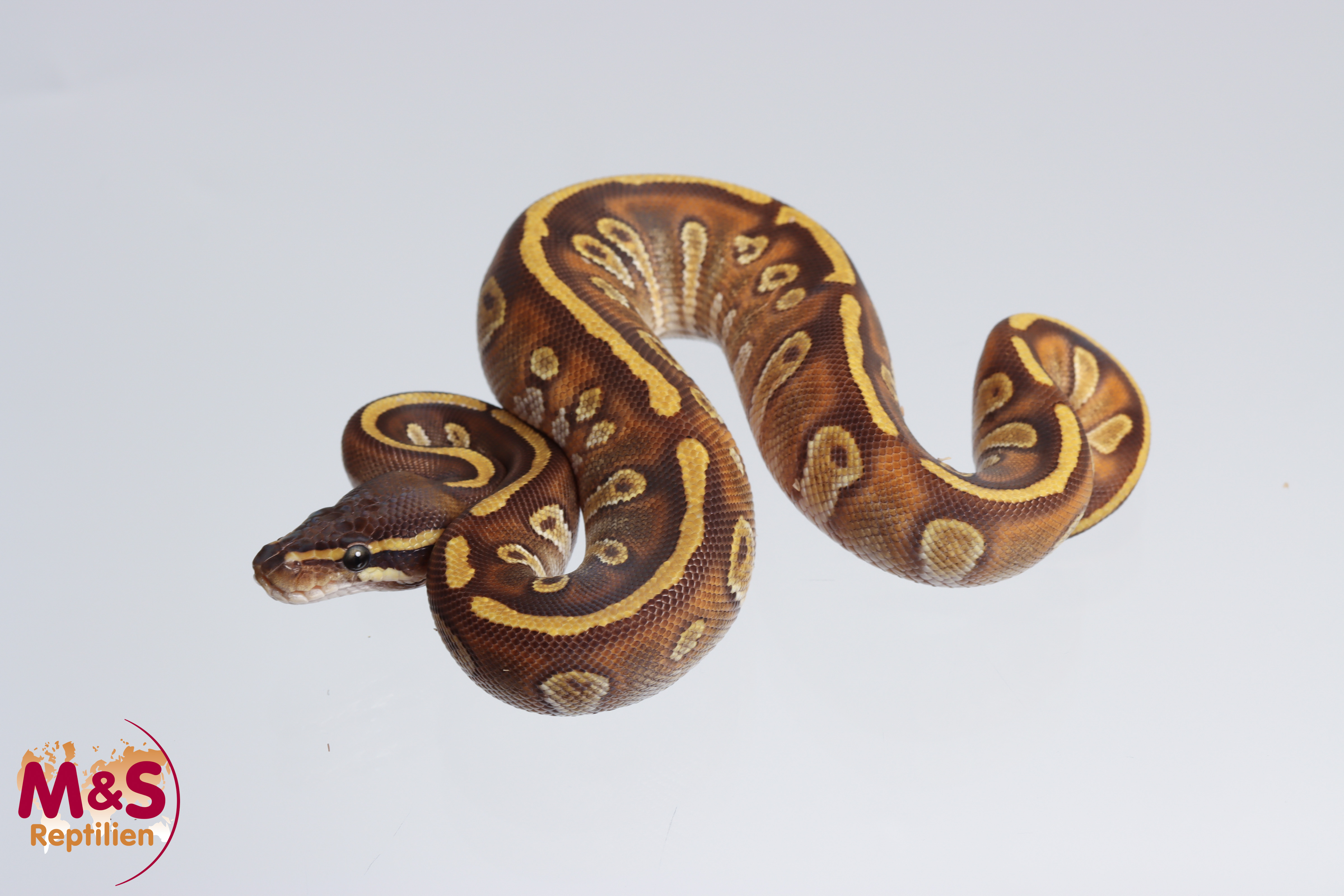 0.1 (Female) Enchi Mojave Stranger Königspython NZ´M&S´24 Python regius