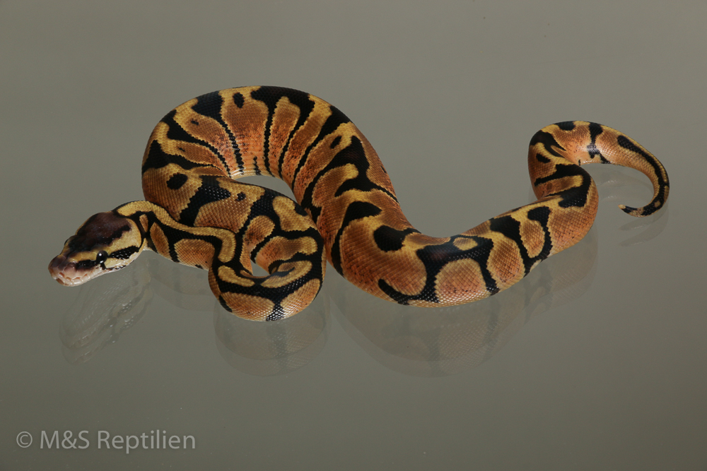 Female (0.1) Pastel - Genetic Tiger NZ´M&S´15 Python regius
