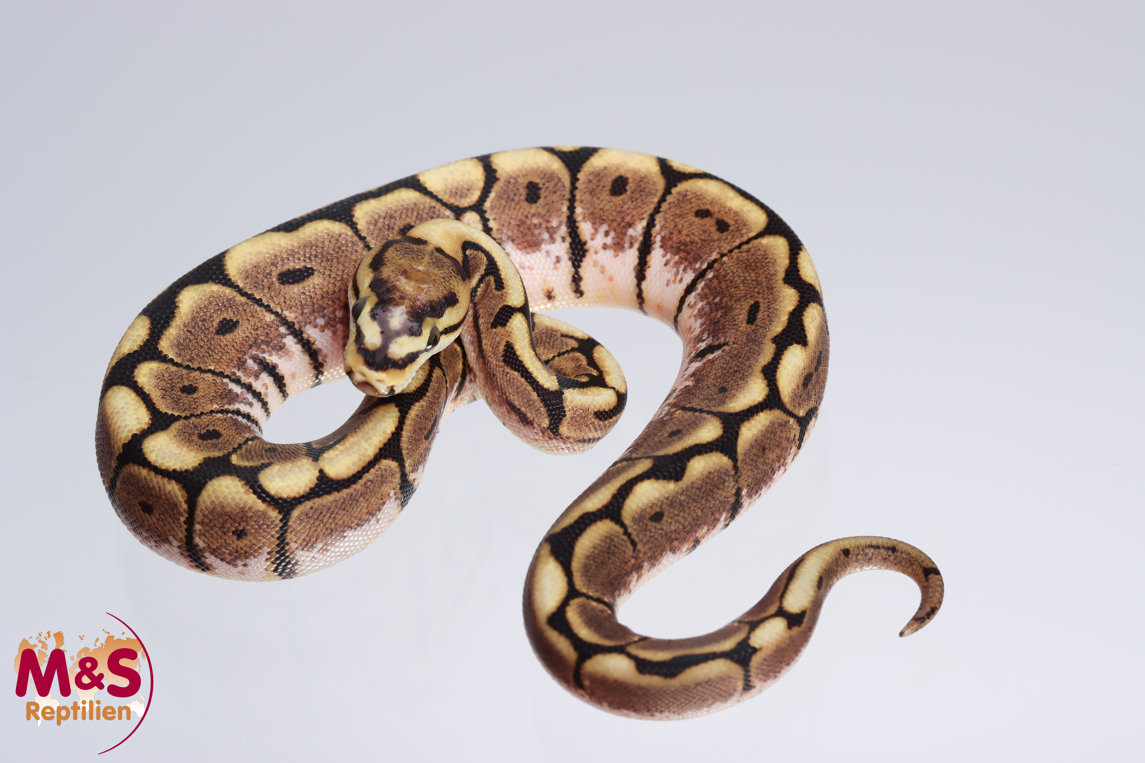 0.1 (Female) Scaleless Head - Spider - 100% hetero Ghost Königspython NZ´M&S´22 Python regius