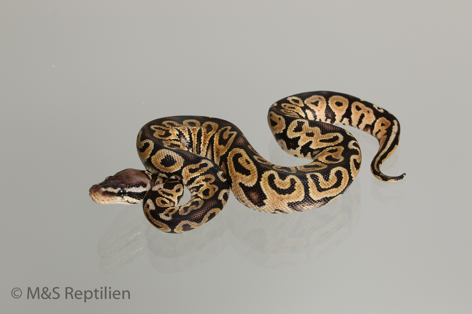 0.1 (Female) Green Pastel Königspython NZ´M&S´16 Python regius