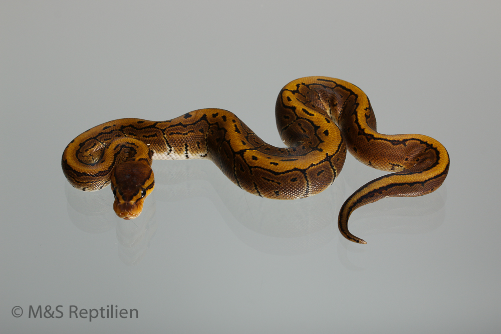 1.0 (Male) Pinstripe 50% poss. hetero Sunset  Königspython NZ´M&S´16 Python regius