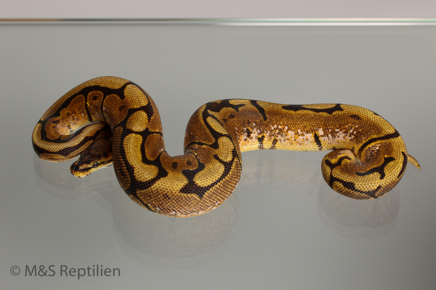 Female (0.1) Spider 100% doppel hetero Piebald Ultramel NZ´M&S´15 Python regius