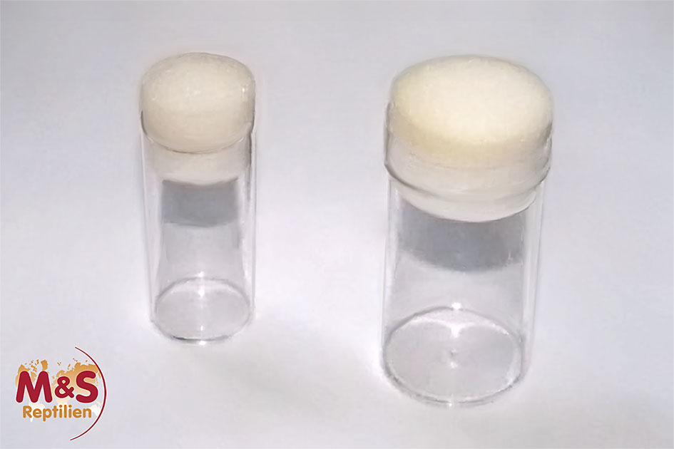 Drosophila-Dosen, klein