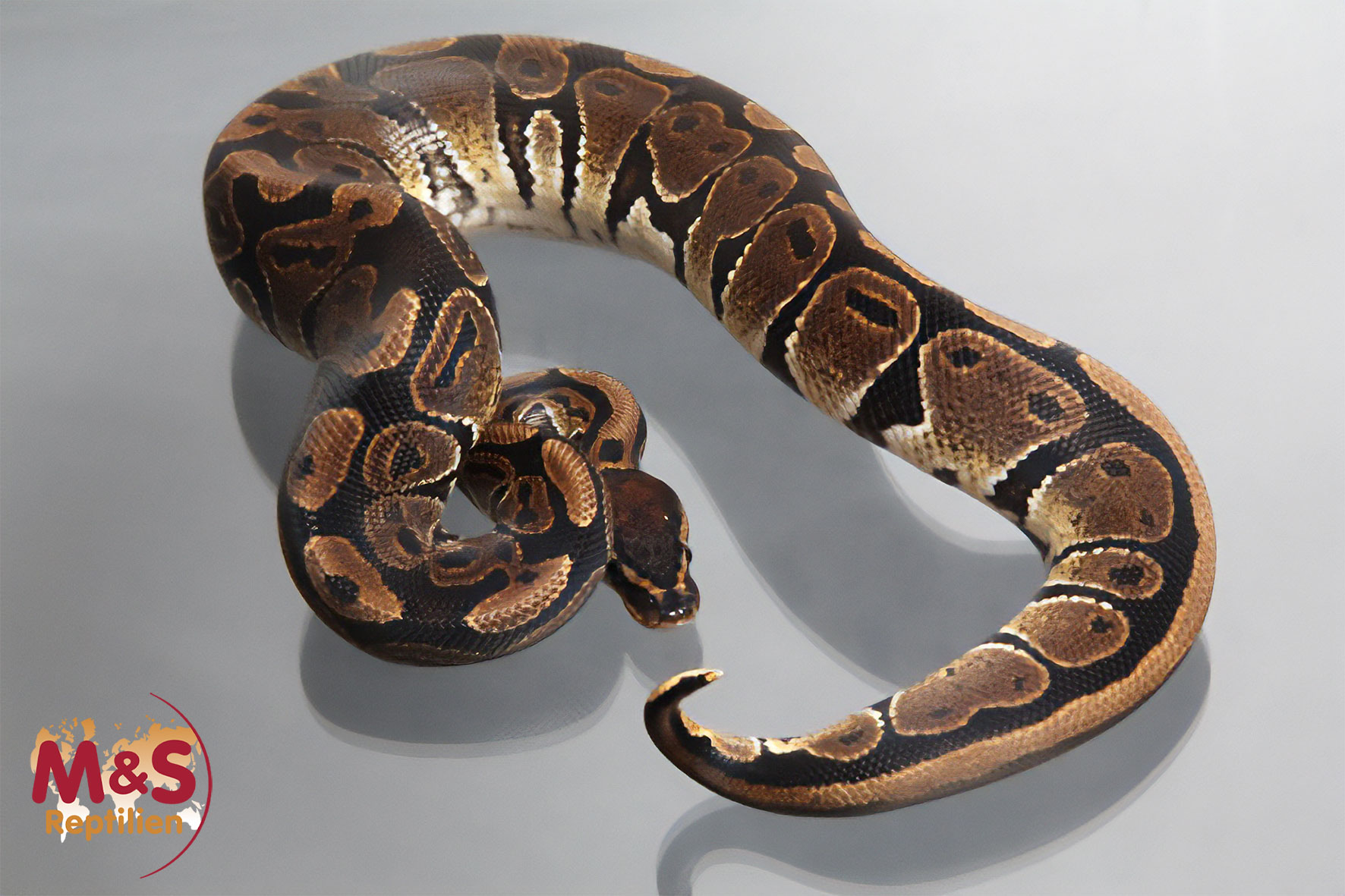Female Black Ball, ca. 1700g NZ´M&S´11 Python regius