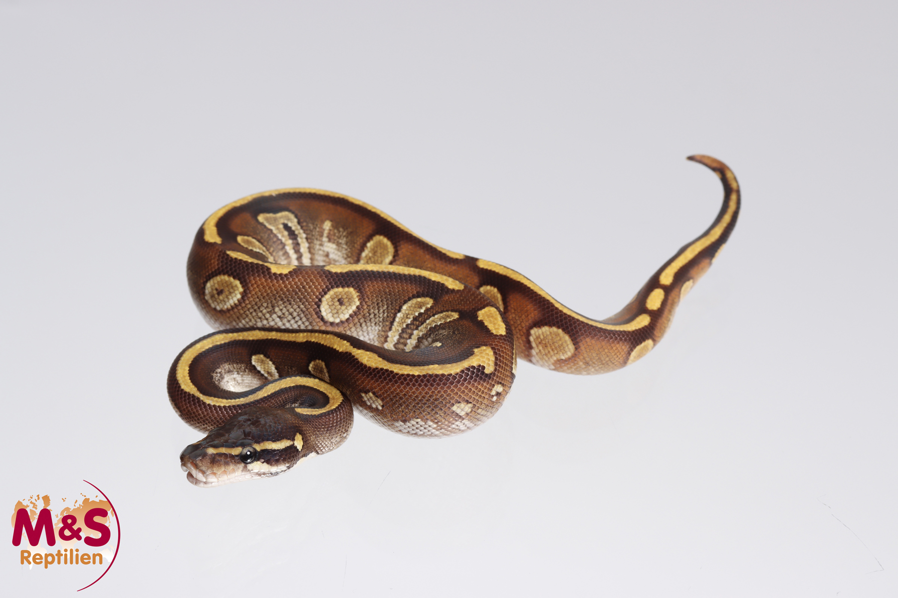 1.0 (Male) Mojave - Stranger - Königspython NZ´M&S´23 Python regius