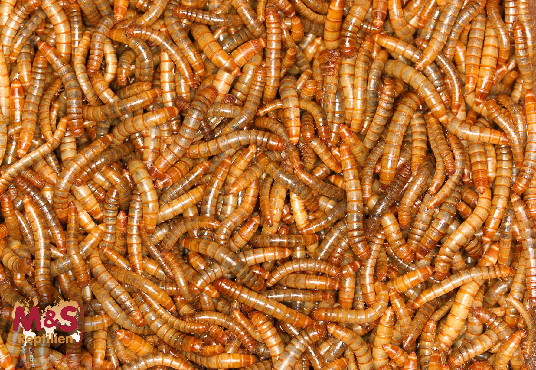 Mehlwürmer 1kg Lebendfutter