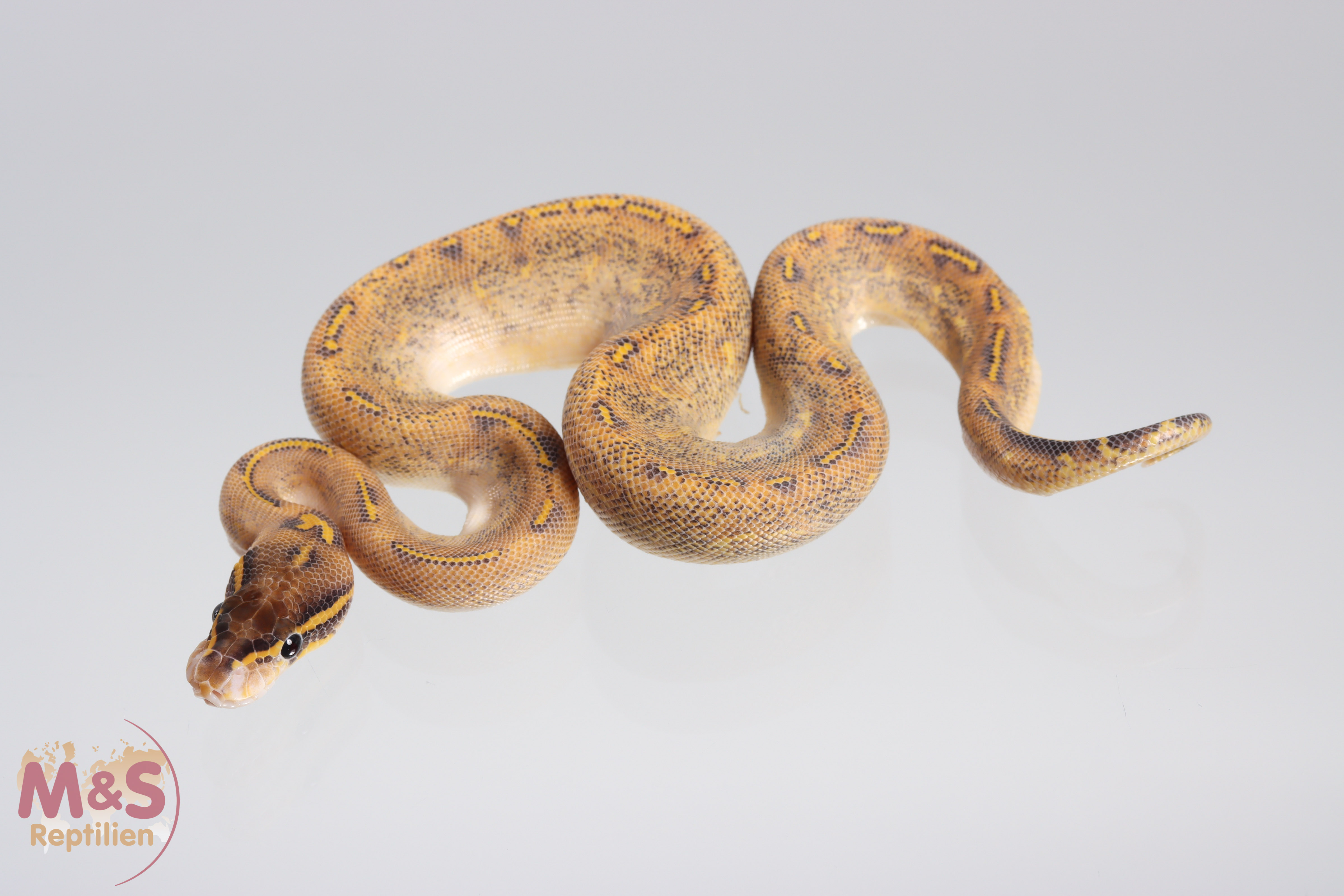 0.1 (Female) Highway (Gravel - Yellowbelly) poss. Spark Königspython NZ´M&S´21 Python regius