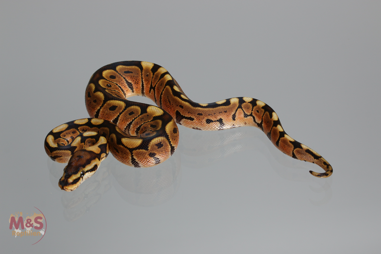 0.1 ( Female) Mocha-Woma Königspython NZ´M&S´17 Python regius