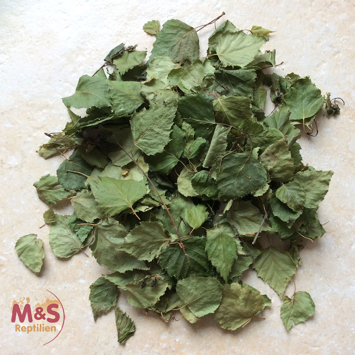 Birkenblätter grün, getrocknet, Futter/Dekoblätter (50 Stück)