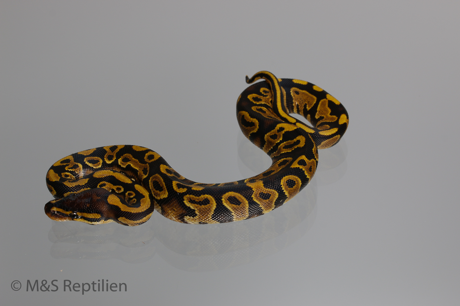 0.1 ( Female) Gravel Königspython NZ´M&S´16 Python regius