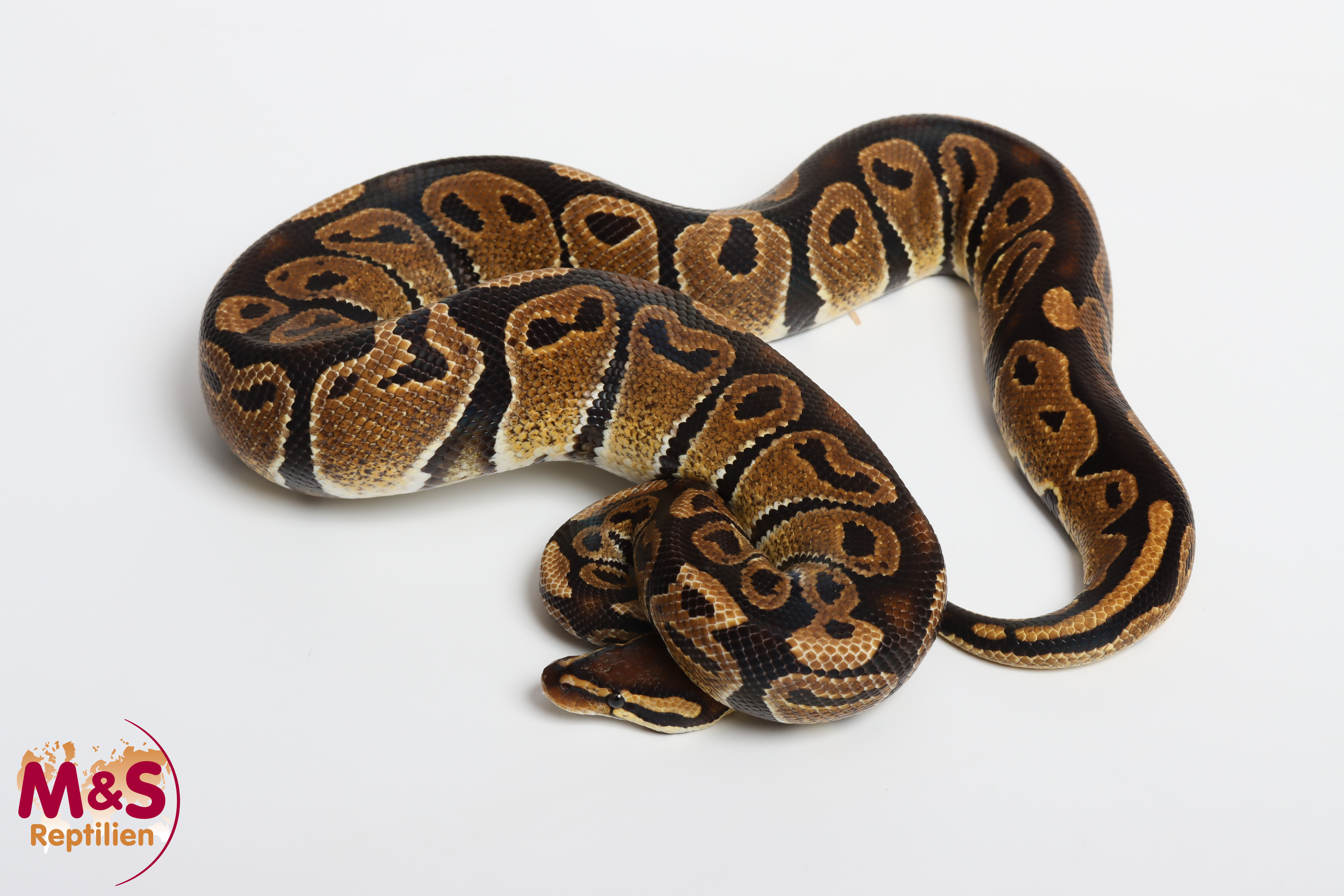 1.0 (Male) 100 % hetero Sunset DH 66% poss. Albino-Ultramel Königspython NZ´M&S´22 (adult) P. regius