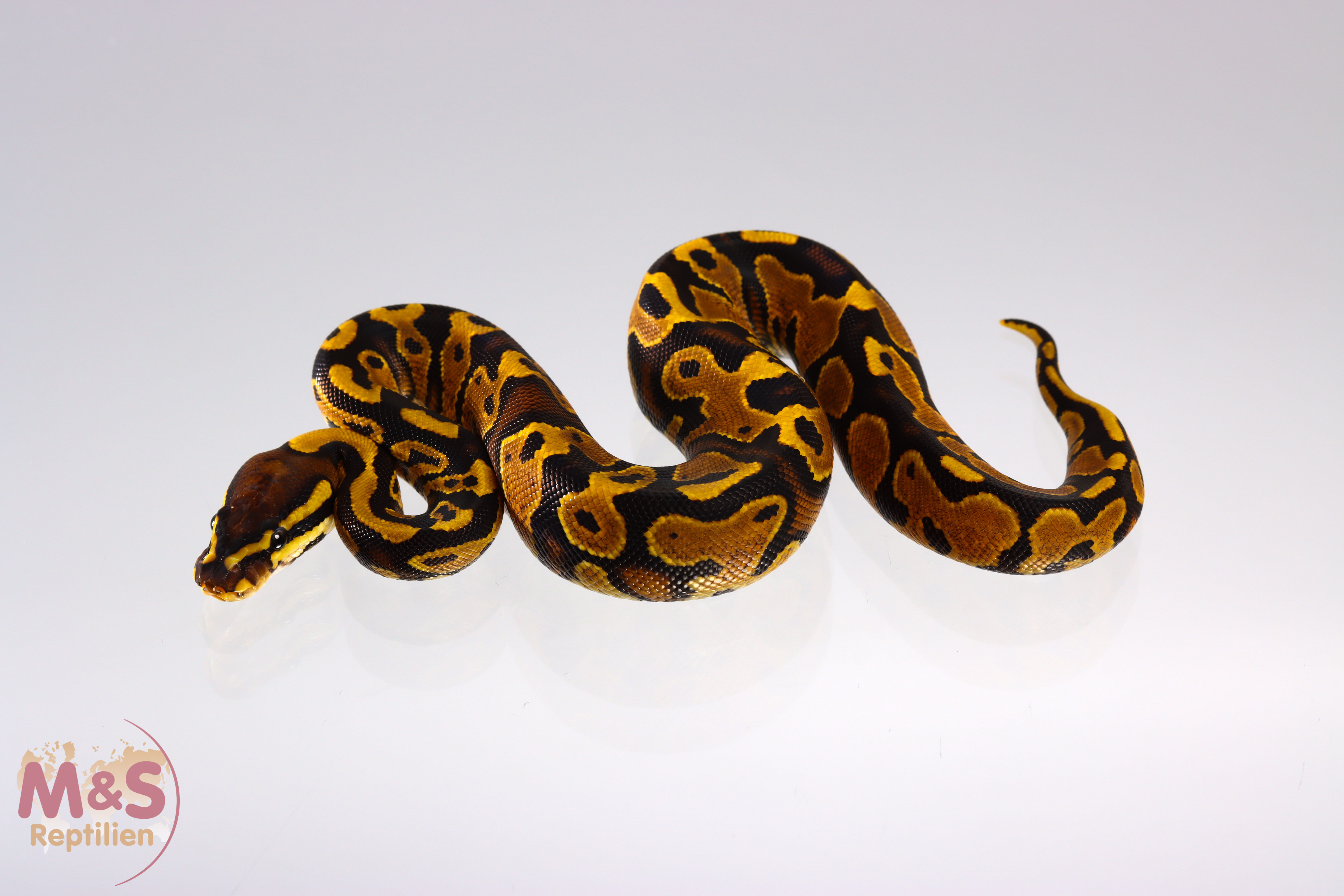 0.1 (Female) Gravel Königspython NZ´M&S´20 Python regius