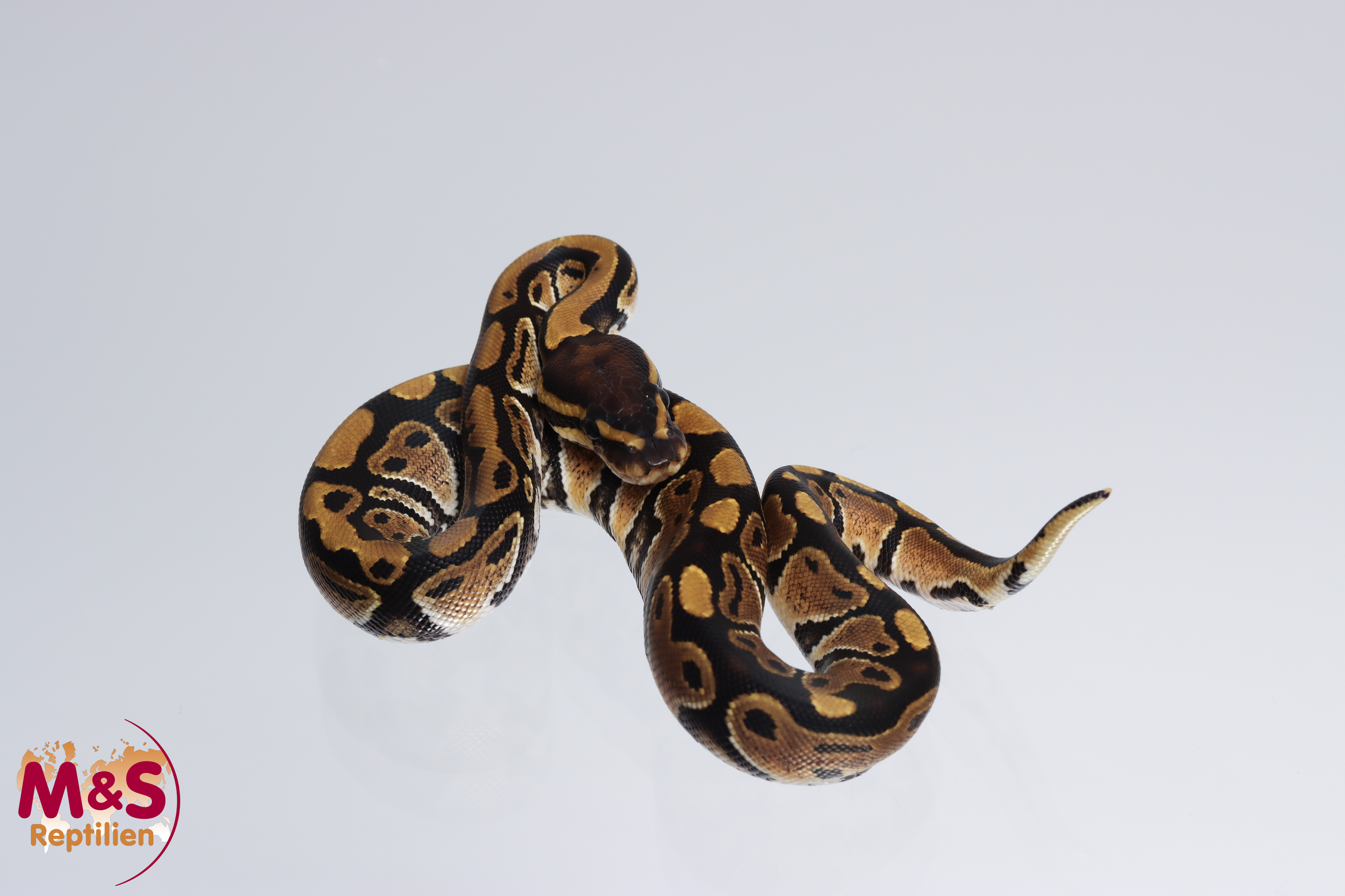 0.1 (Female) 100% doppel hetero Albino - Axanthic Königspython NZ´M&S´22 Python regius