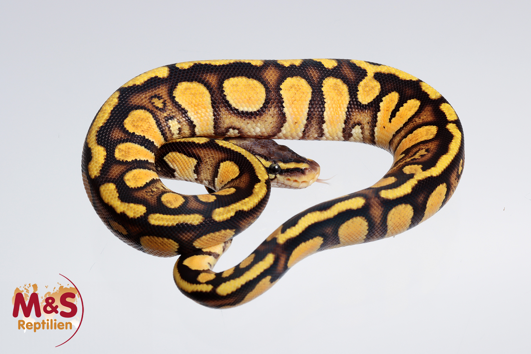1.0 (Male) Enchi-Pastel-Stranger Königspython NZ´M&S´24 Python regius