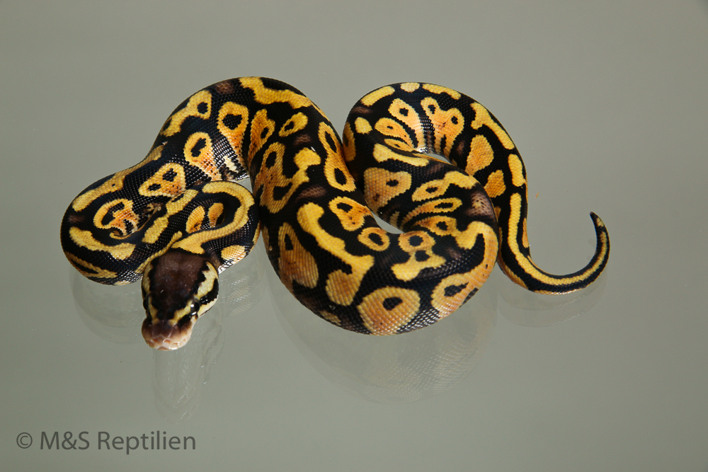 Female (0.1) Poss. Gravel (Poss. Highway-Maker) - Pastel NZ´M&S´15 Python regius