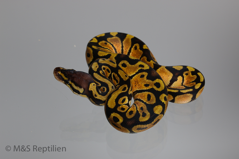 0.1 ( Female ) Gravel-Pastel Königspython NZ´M&S´16 Python regius