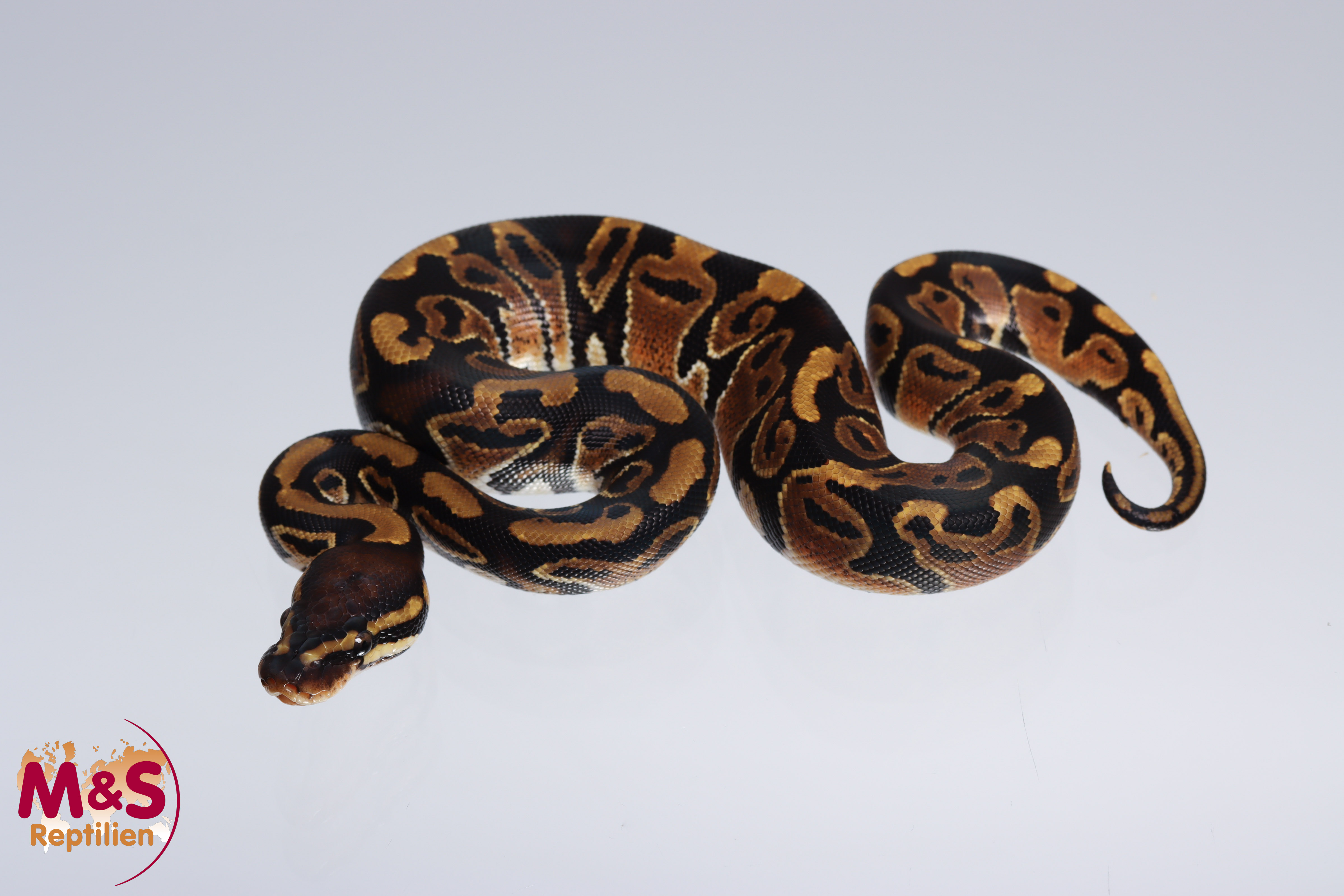 1.0 (Male) 100% hetero Piebald - 50% pos. het. Lavender Königspython NZ´M&S´22 Python regius