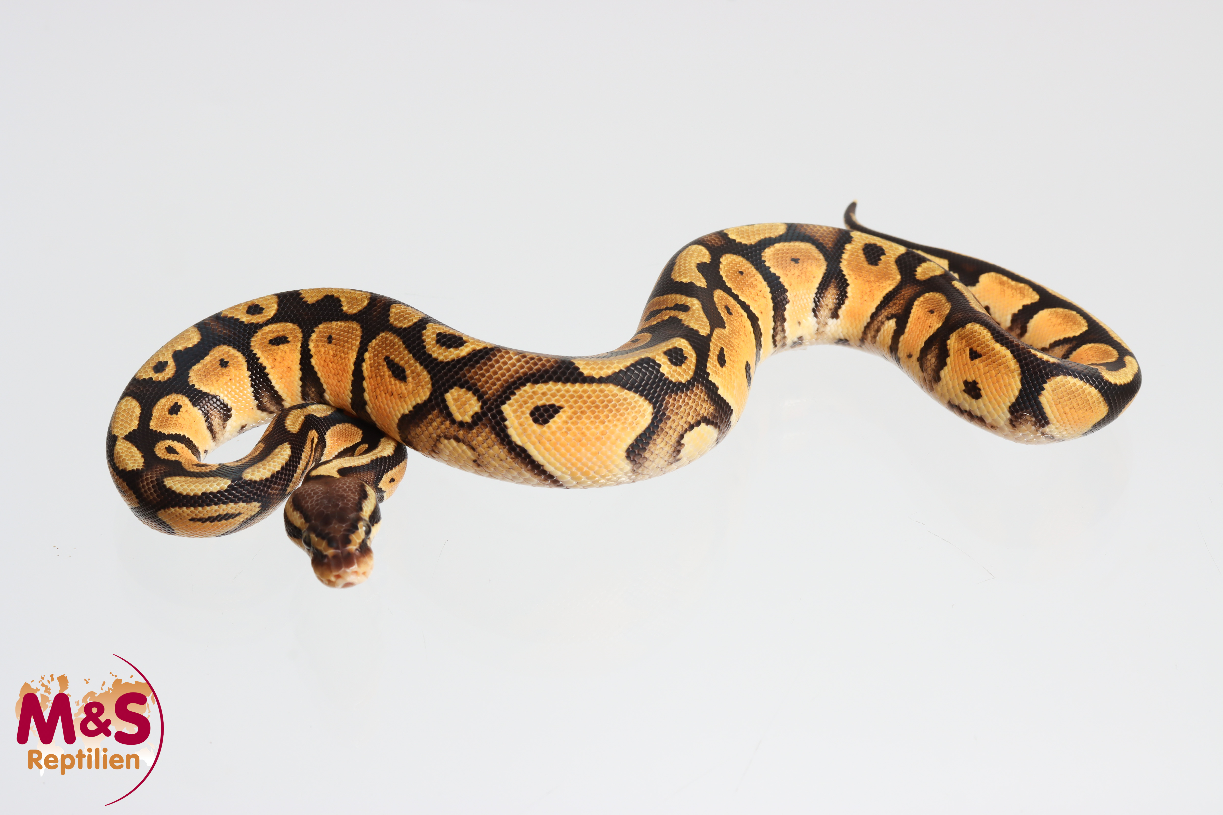 0.1 (Female) Pastel 100%  hetero Sunset Königspython NZ´M&S´24 Python regius