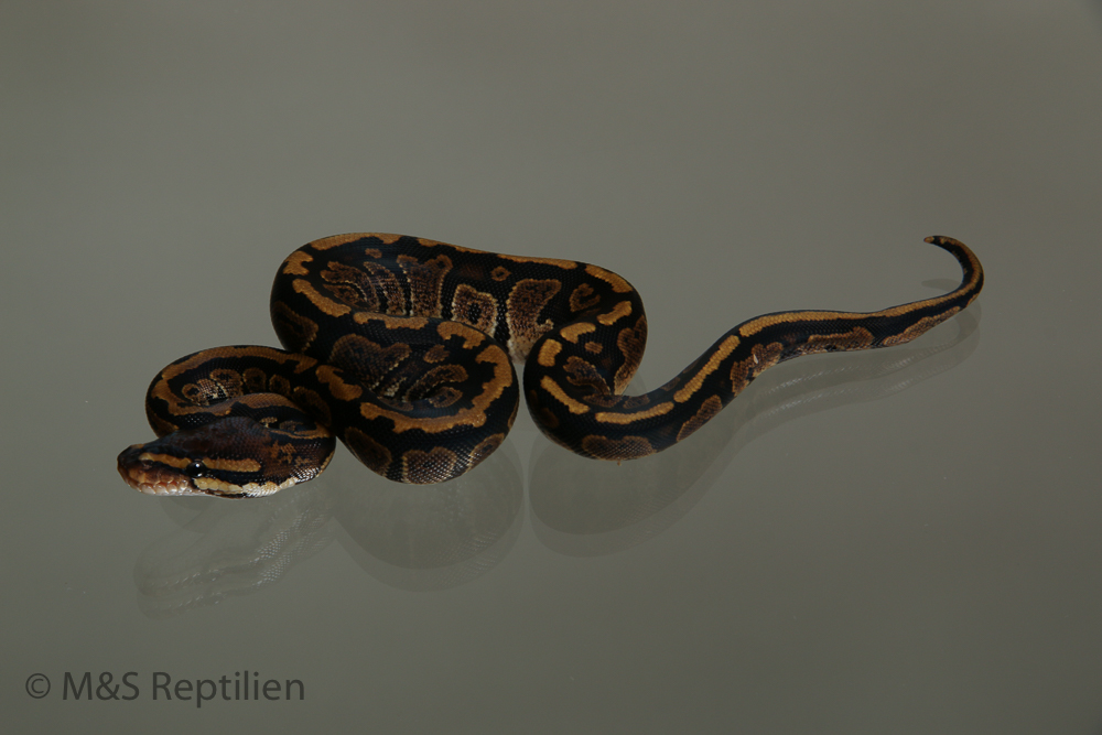 Female (0.1) Circle Ball NZ´M&S´15 Python regius