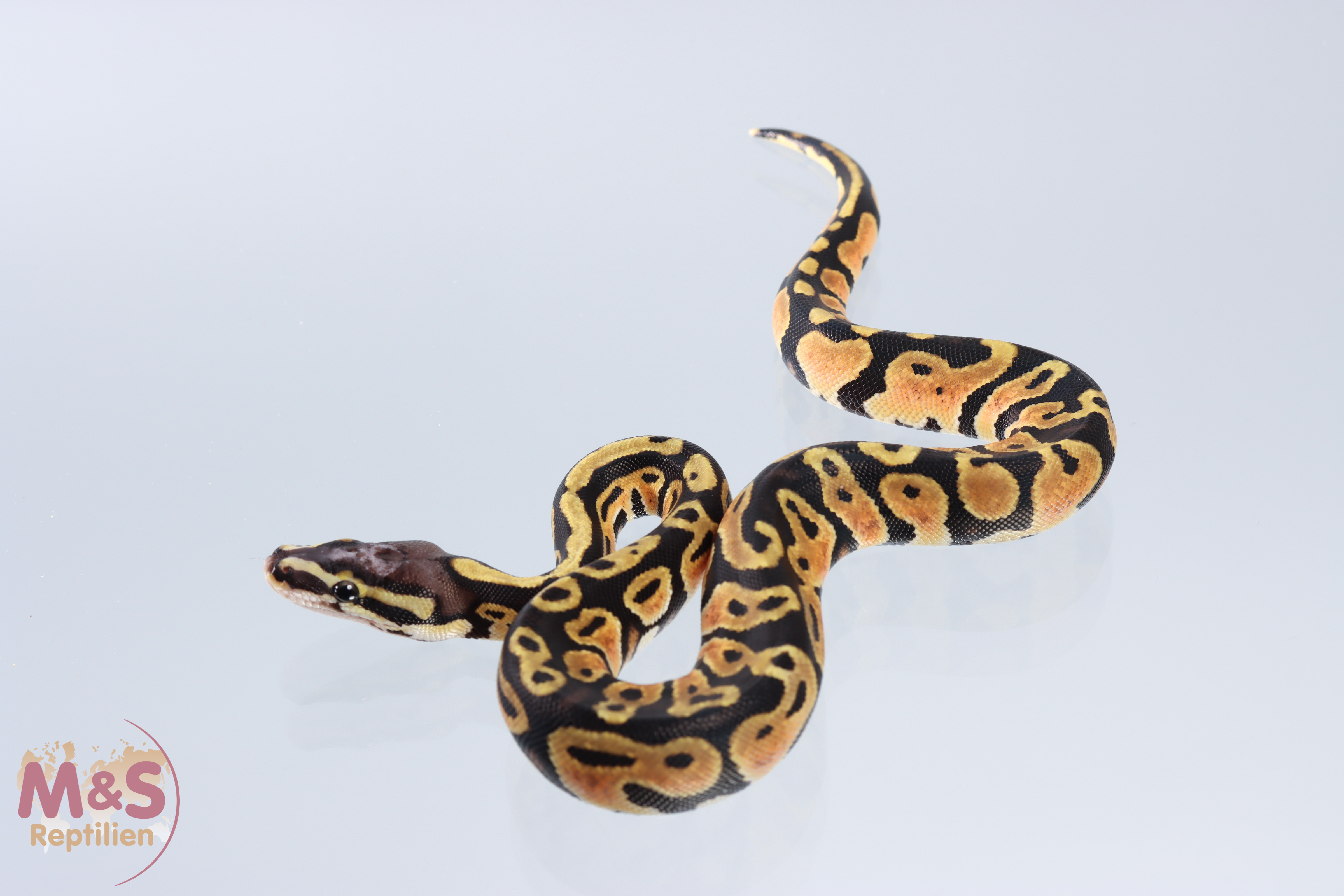 1.0 (Male) Pastel - Scaleless Head Königspython DNZ´20 Python regius