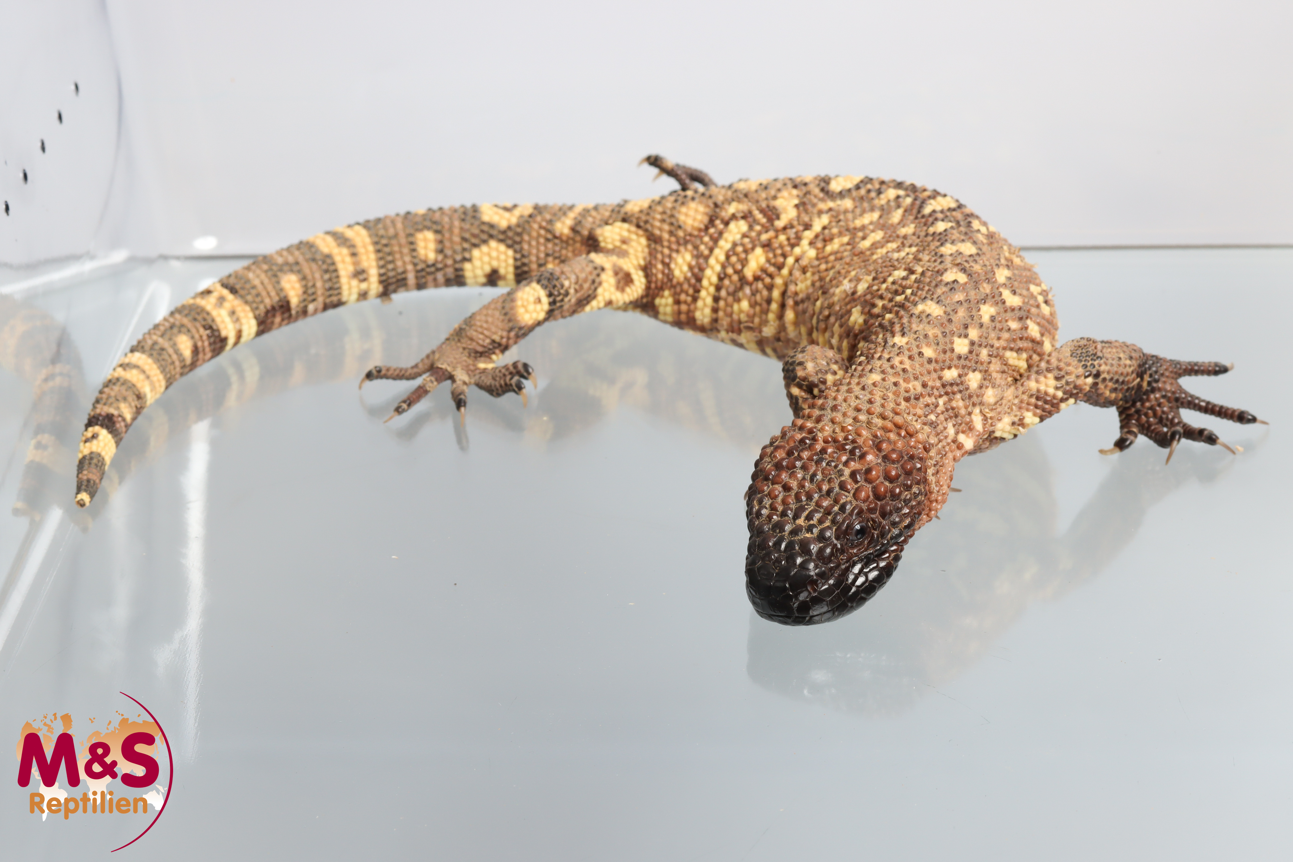 Skorpion Krustenechse ( ca. 52 cm ) NZ´23 Heloderma horridum exasperatum (Originalbild)