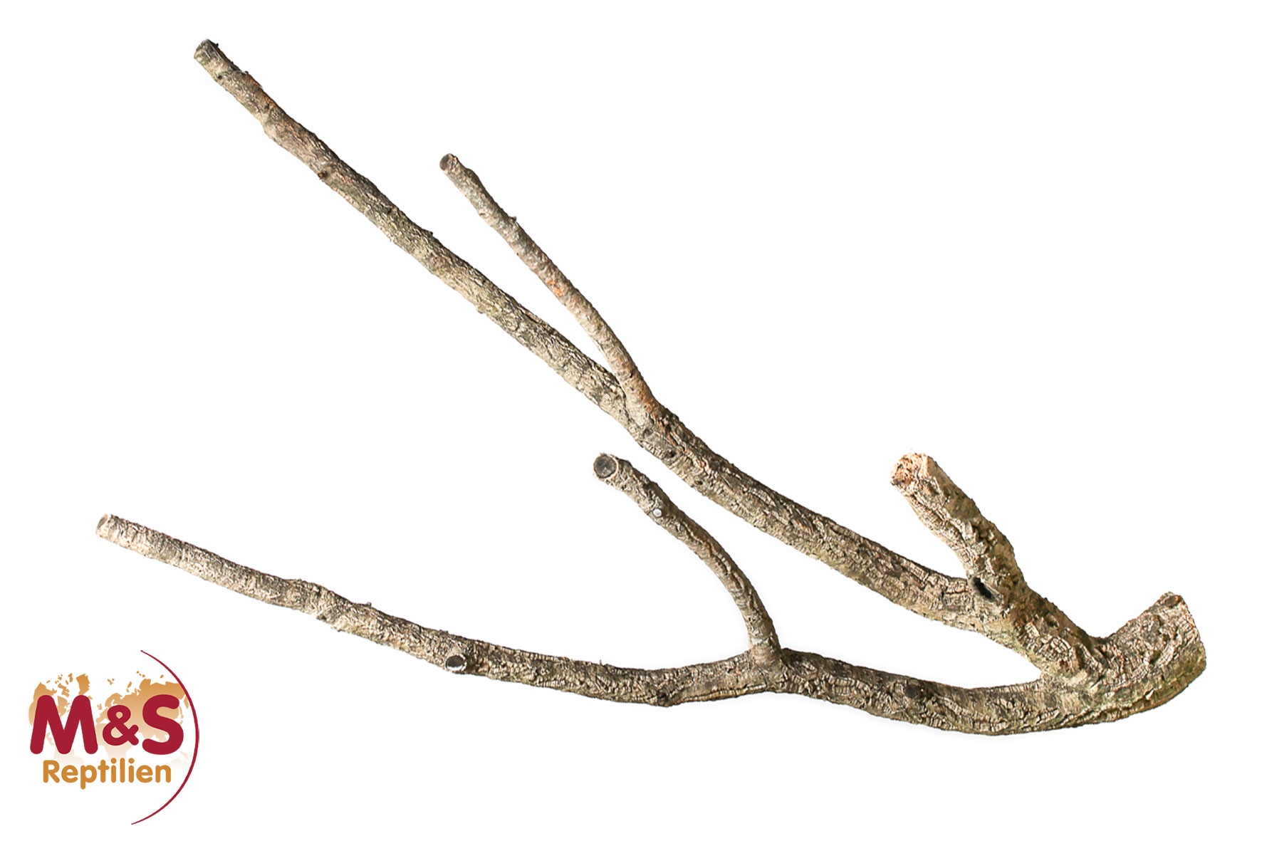 Zierkork Tronchos -verzweigt  ca.80-100cm ( ca.1 kg )