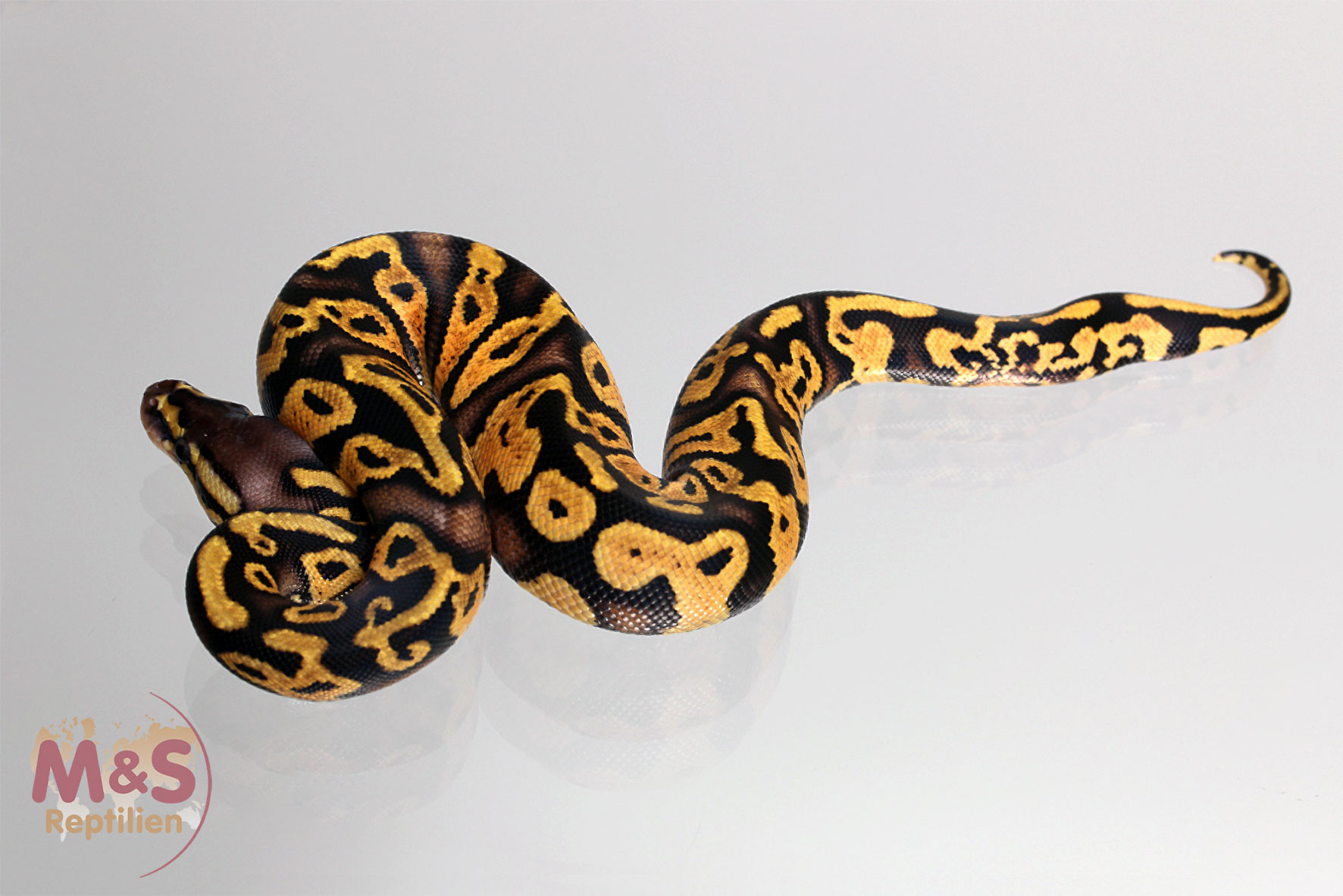 1.0 ( Male) Circle - Citrus Königspython (500 gramm) NZ´M&S´16 Python regius