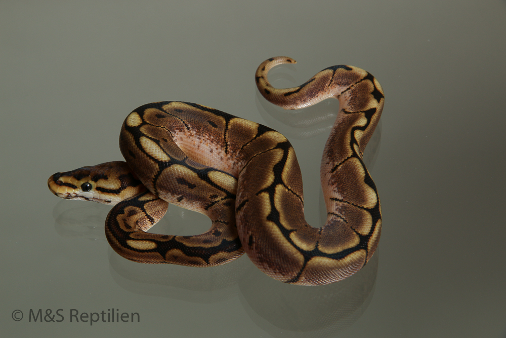 Female (0.1) Gravel (Highway-Maker) - Spider NZ´M&S´15 Python regius