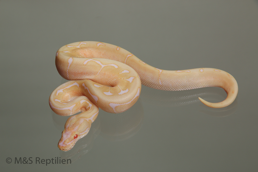 Male (1.0) Albino Spider 100% hetero Piebald NZ´M&S´15 Python regius